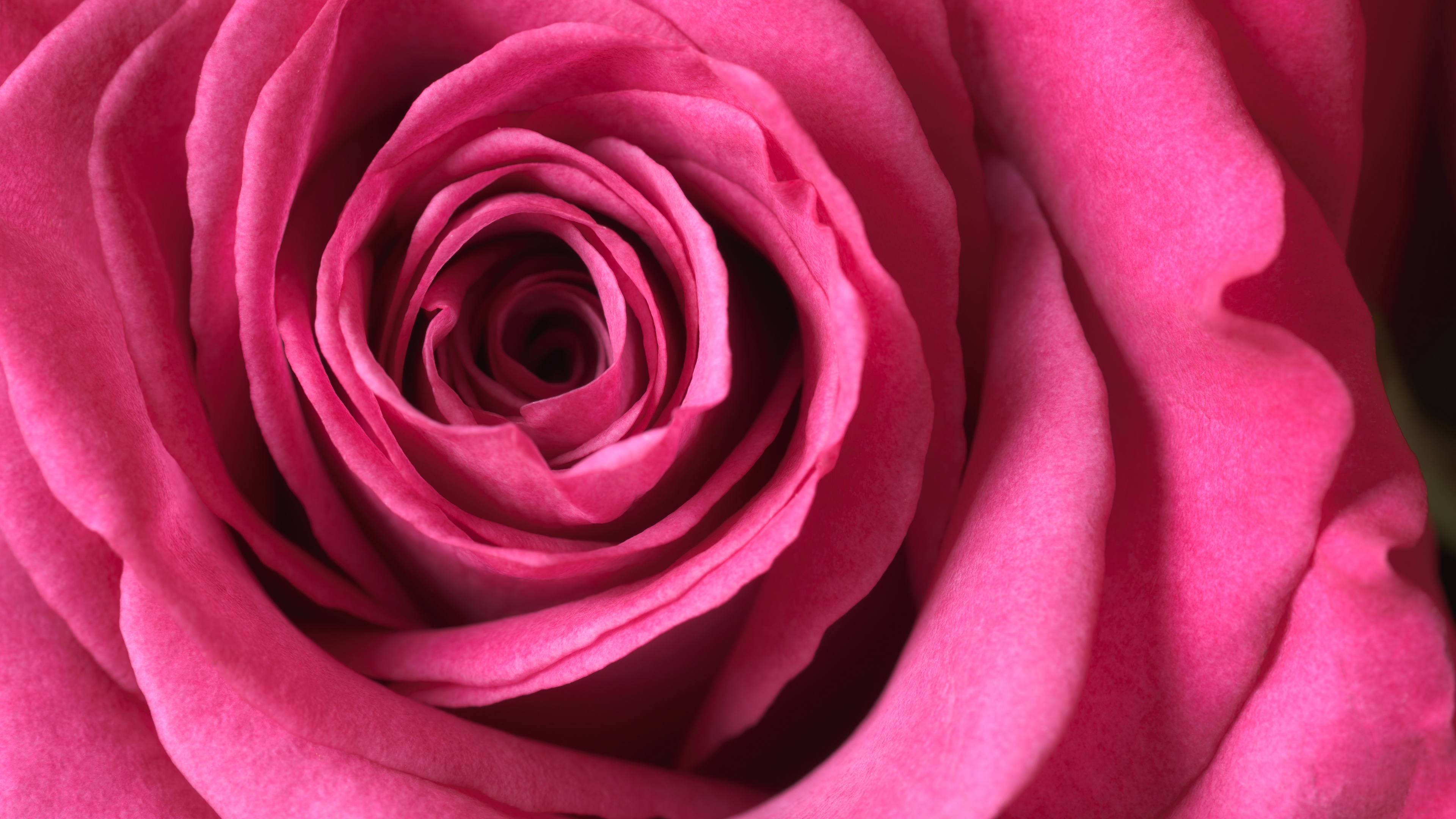 Macro photography of a beautiful pink rose in full bloom, highlighting the intricate petal details.