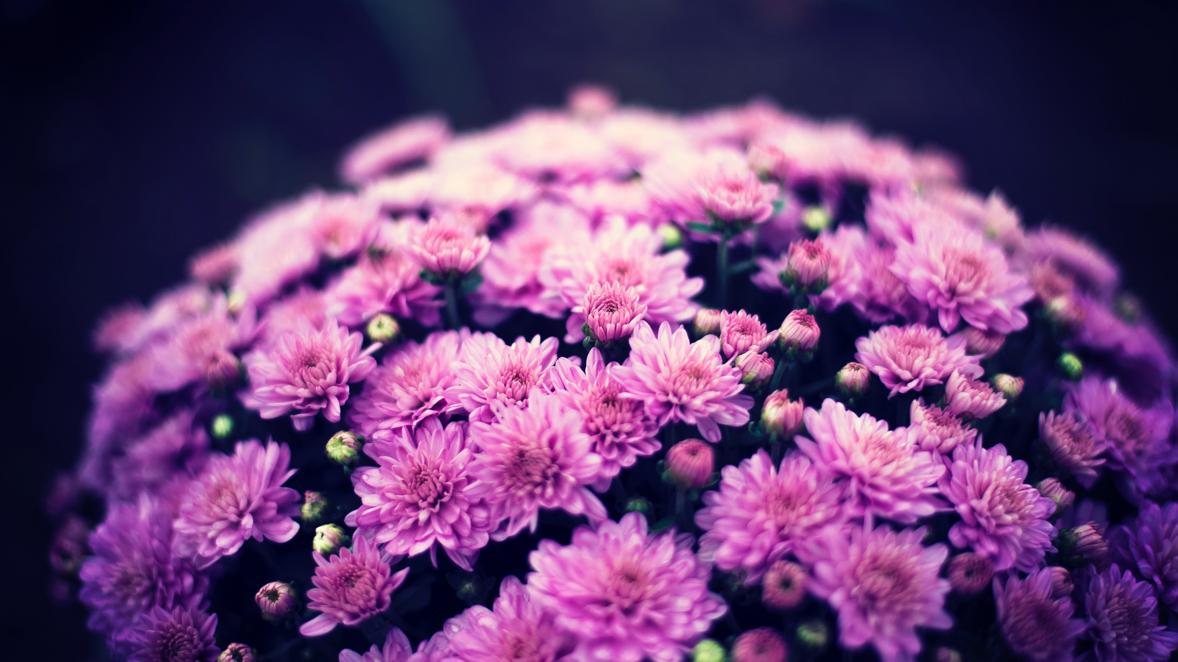Close-up of a purple chrysanthemum flower bouquet with a soft bokeh background.