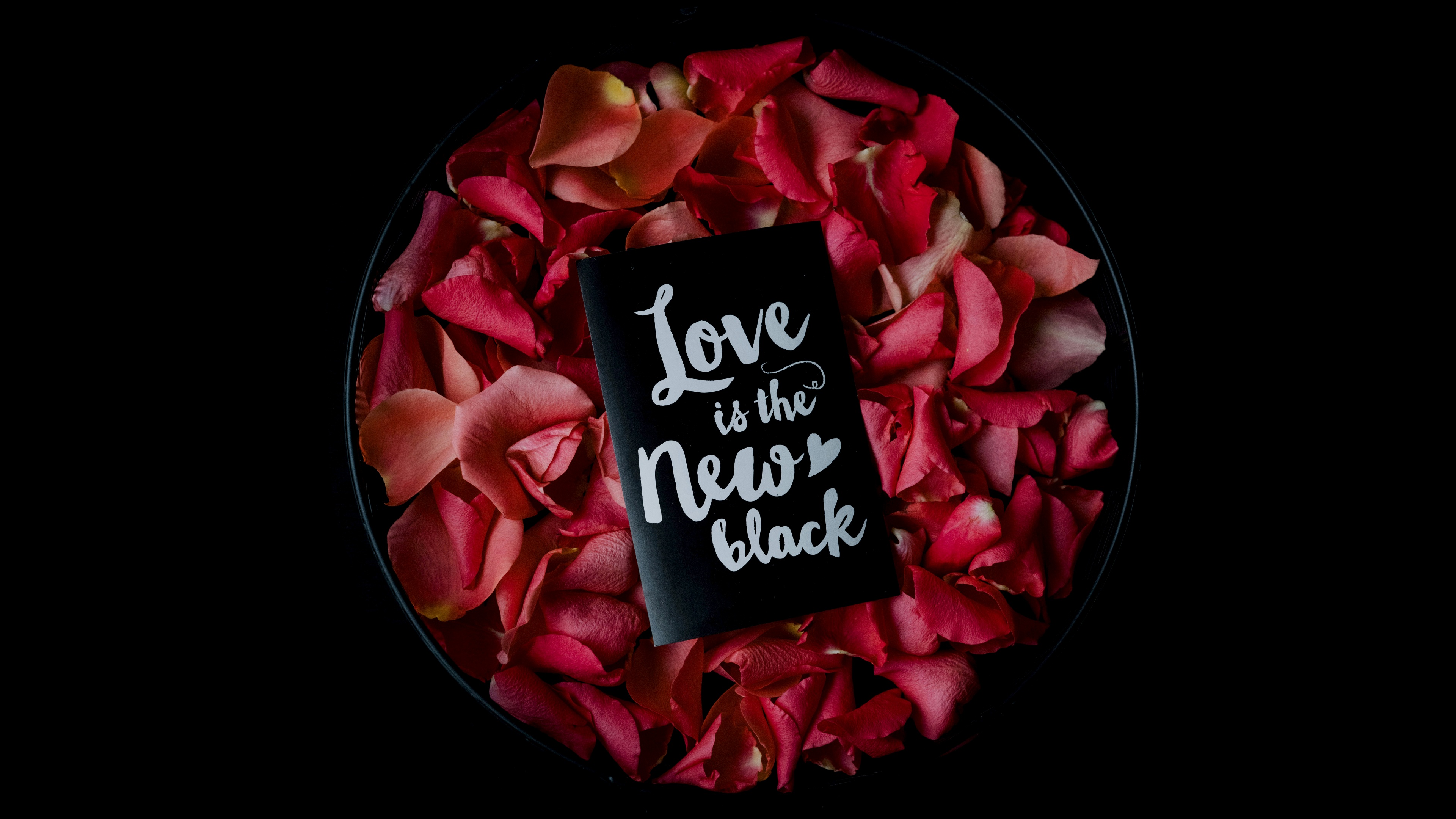 Close-up of vibrant rose petals against a solid black background