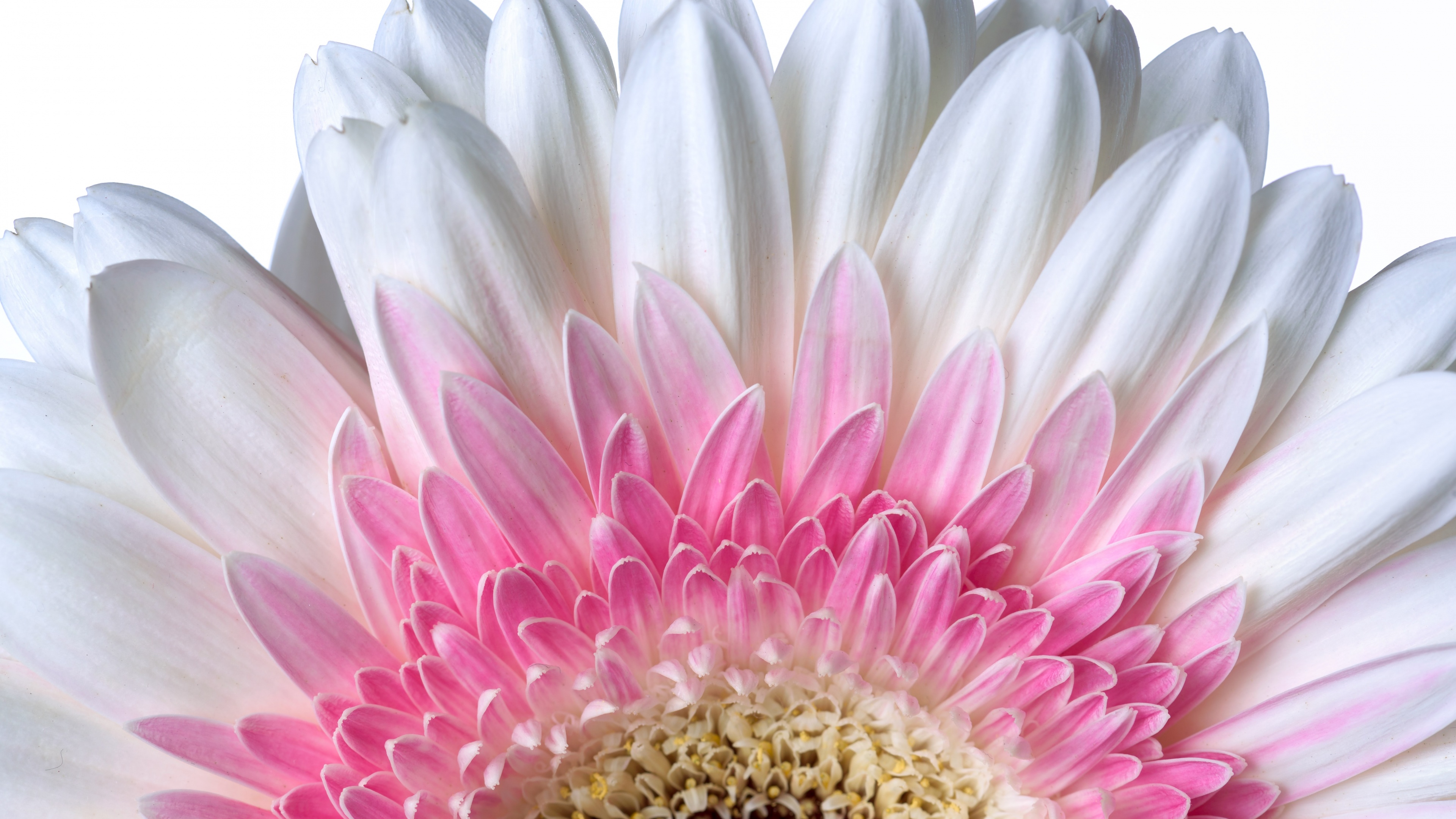 A high-resolution close-up of a white Gerbera Daisy flower set against a seamless white background.