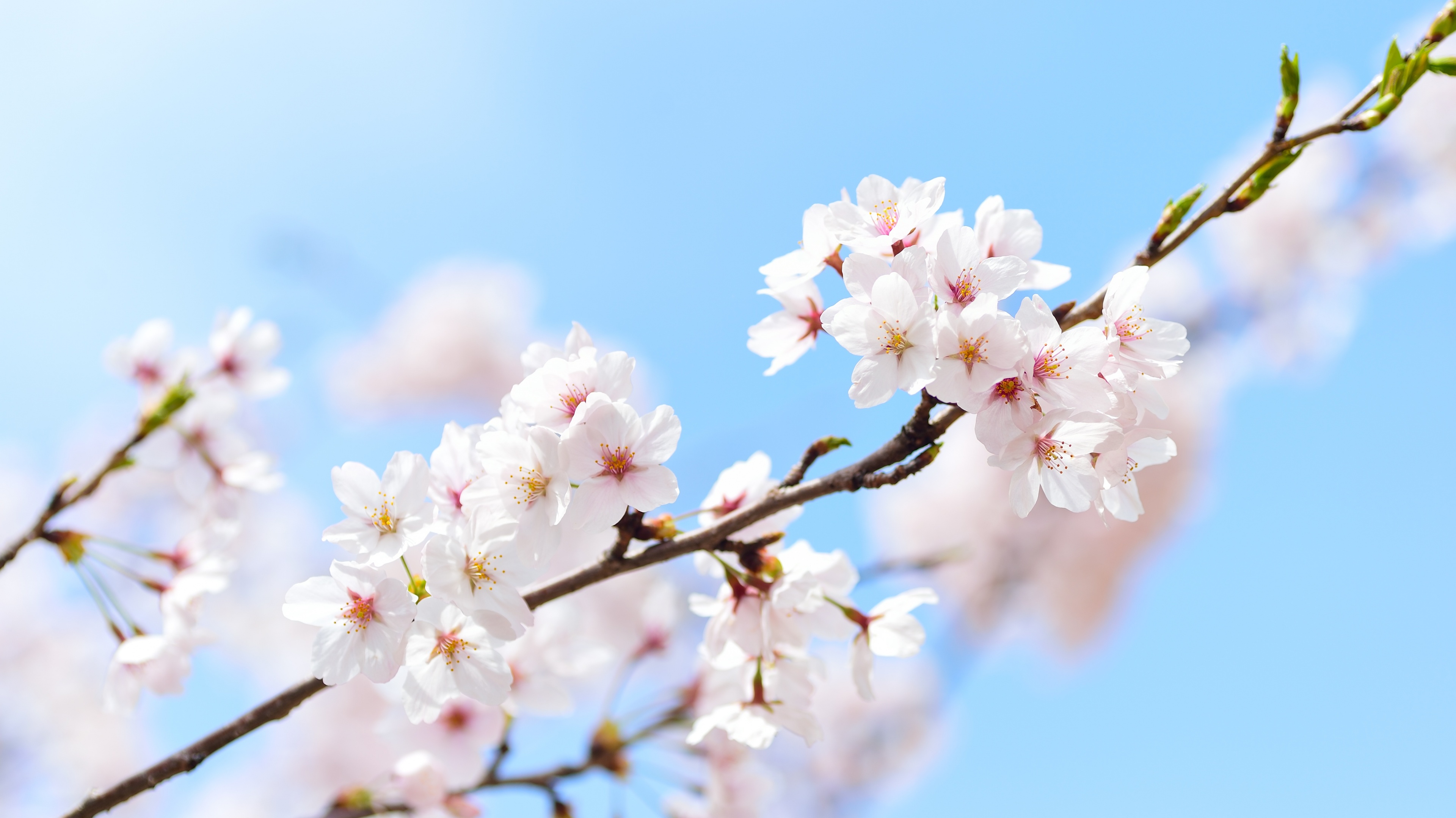Close-up of pink cherry blossom flowers blooming on tree branches during the spring season.