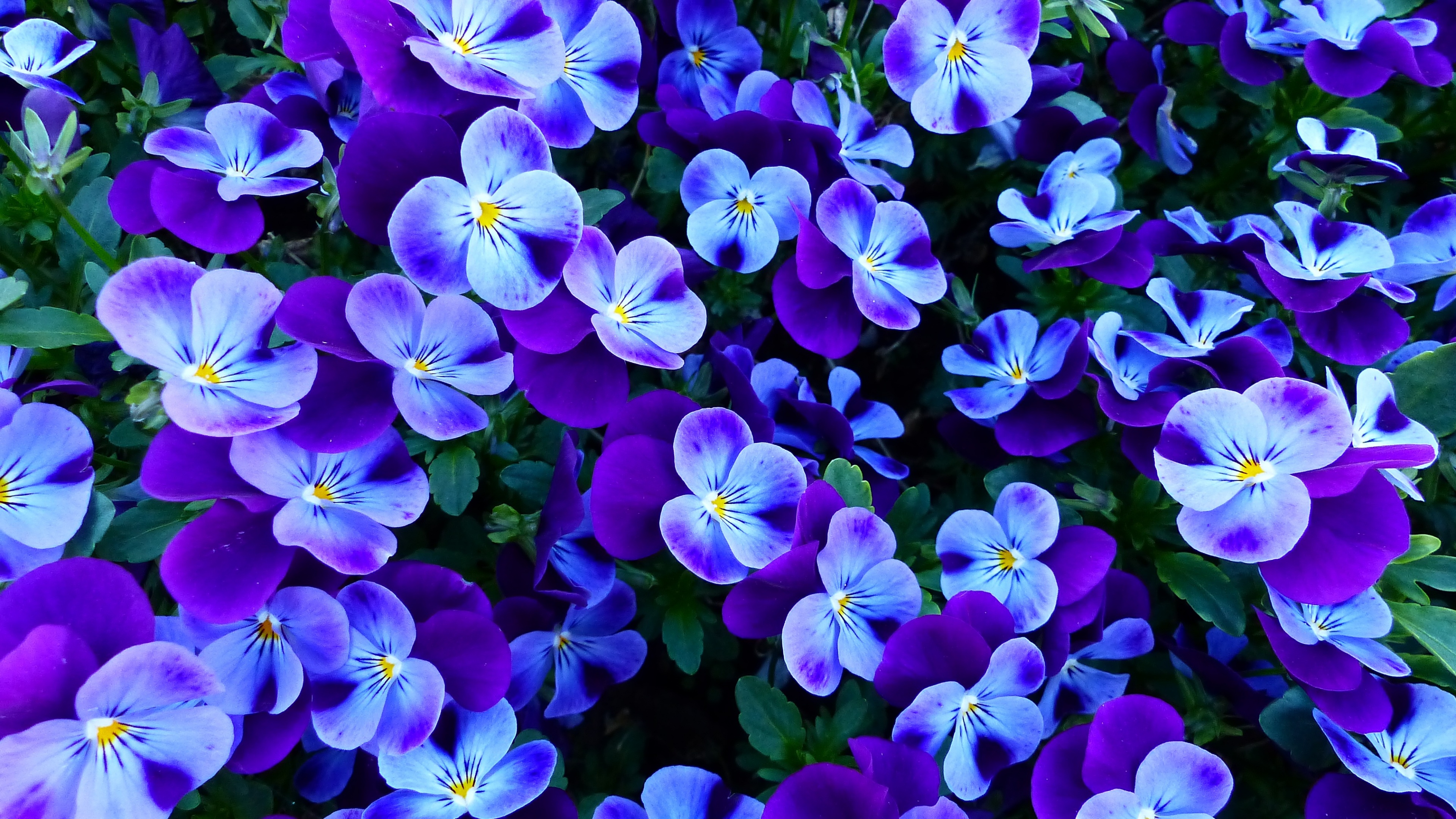 A lush garden filled with colorful pansy and violet flowers during the spring season.