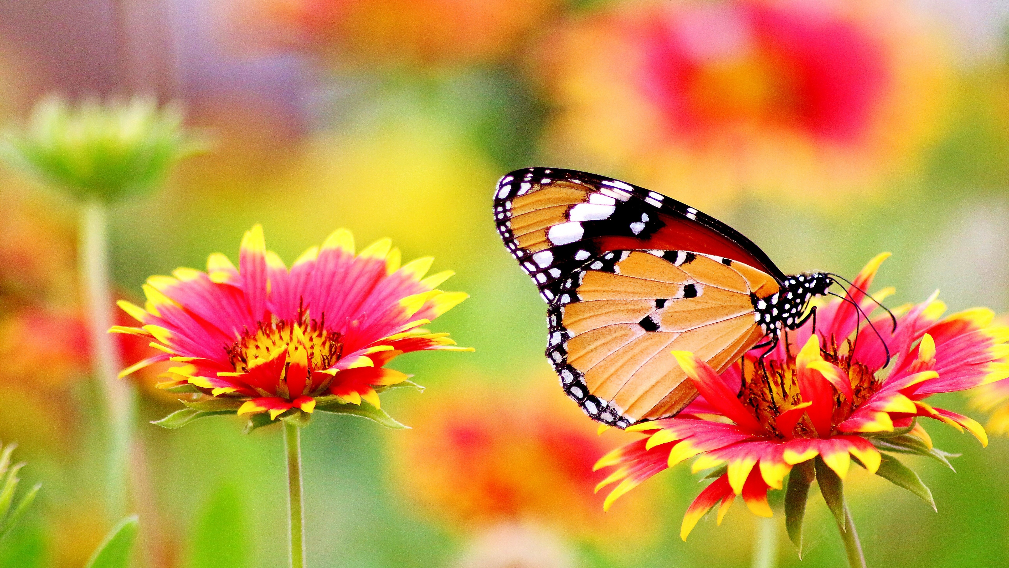 A macro close-up of a butterfly on a flower with floating pollen and a dreamy bokeh background of a garden.