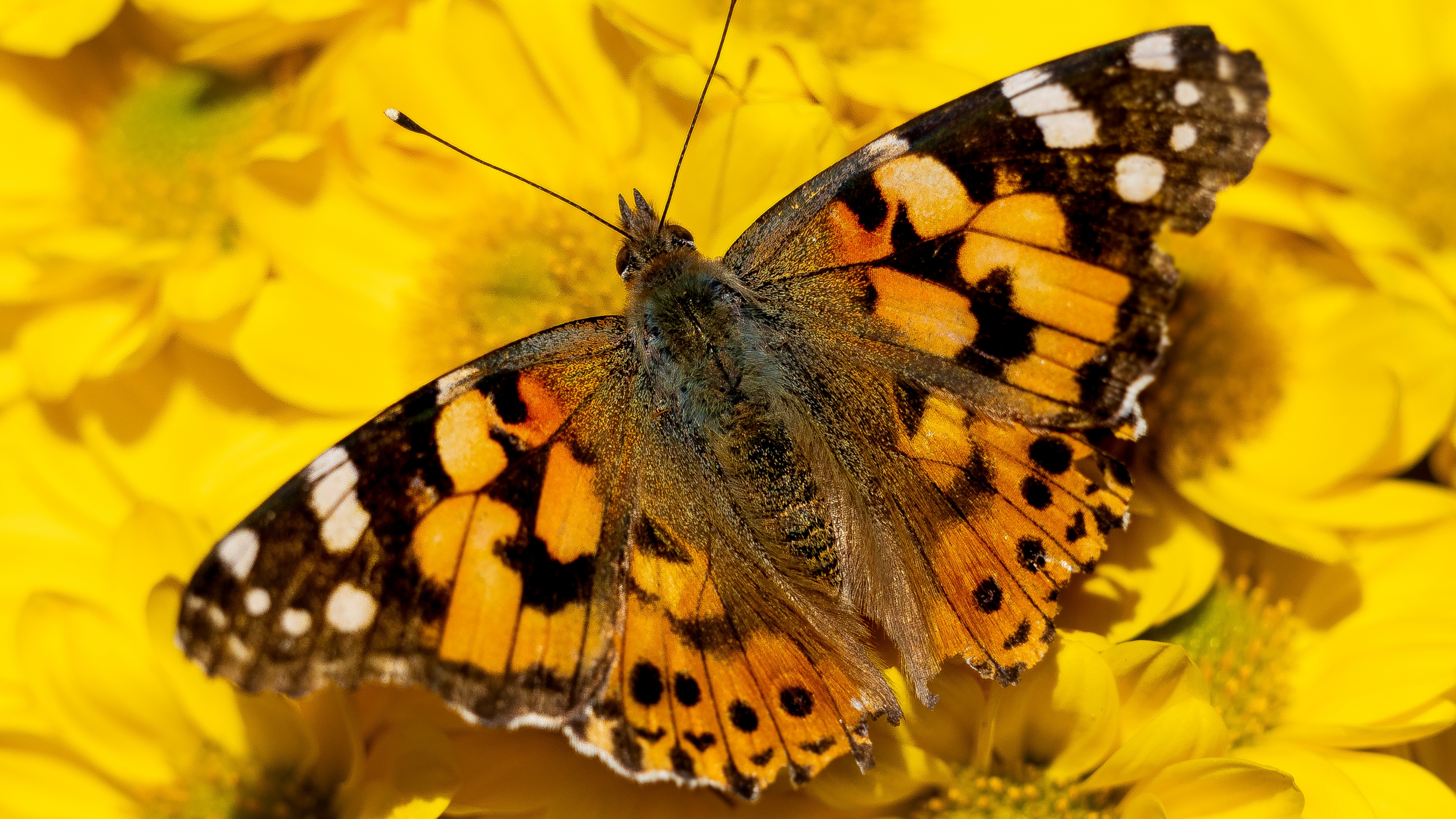 Un primo piano dettagliato, realizzato con la tecnica macro, di una farfalla appollaiata su un fiore giallo brillante, in un ambiente naturale.
