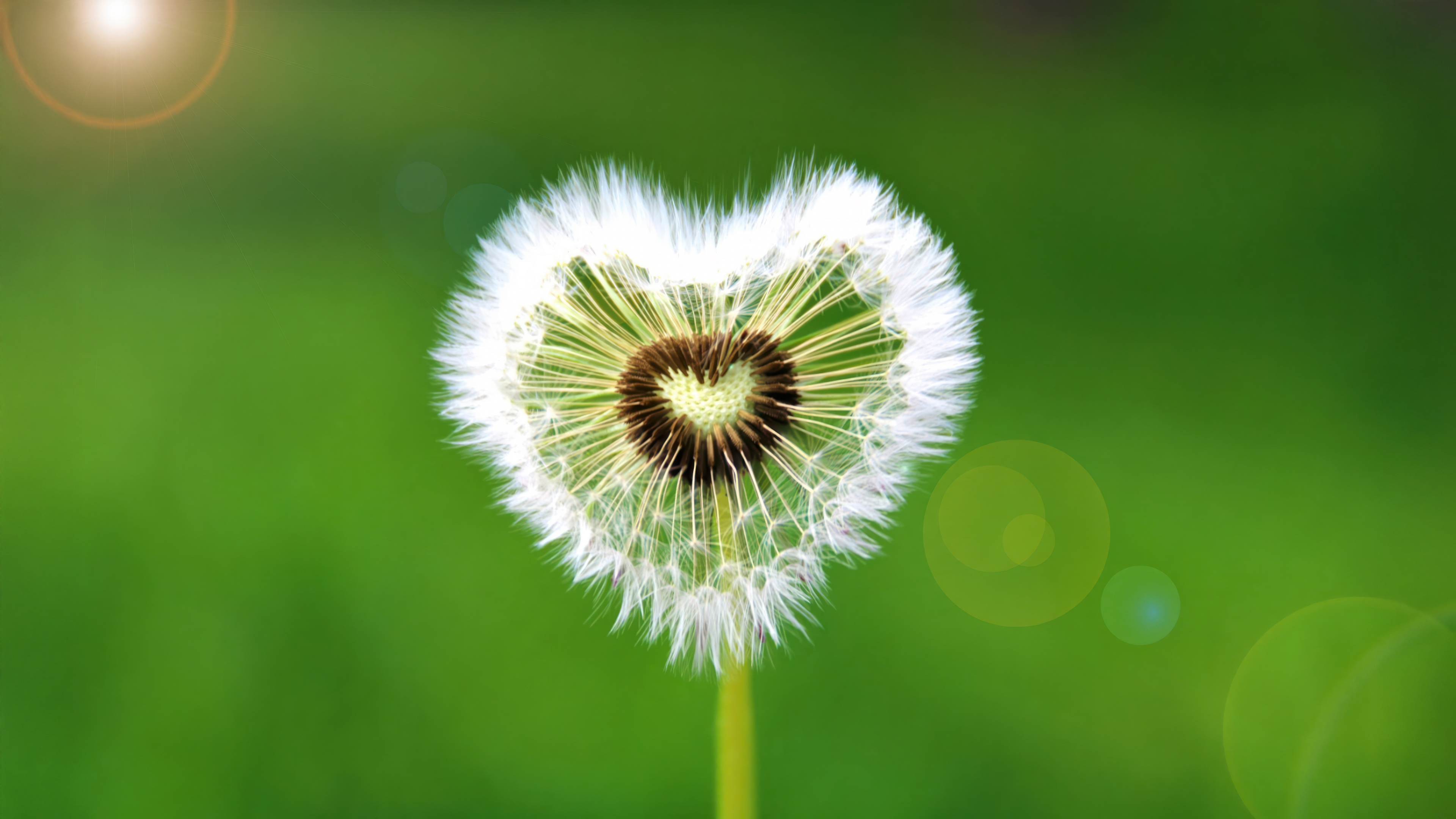 A heart-shaped dandelion flower with bright sunflare against a soft green background of spring blossoms.