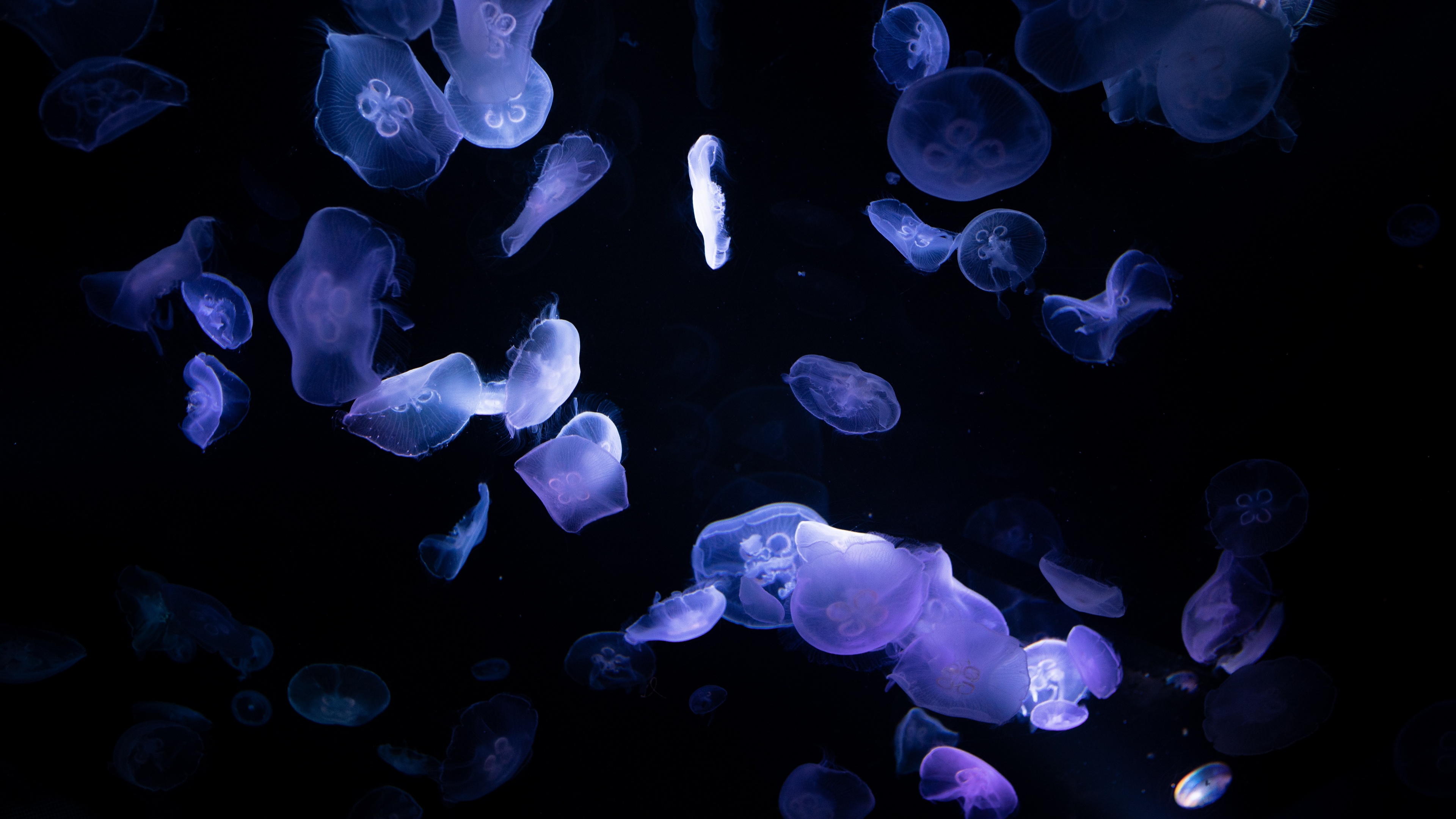 Bioluminescent jellyfish with glowing blue and neon tentacles floating in a dark, black underwater environment.