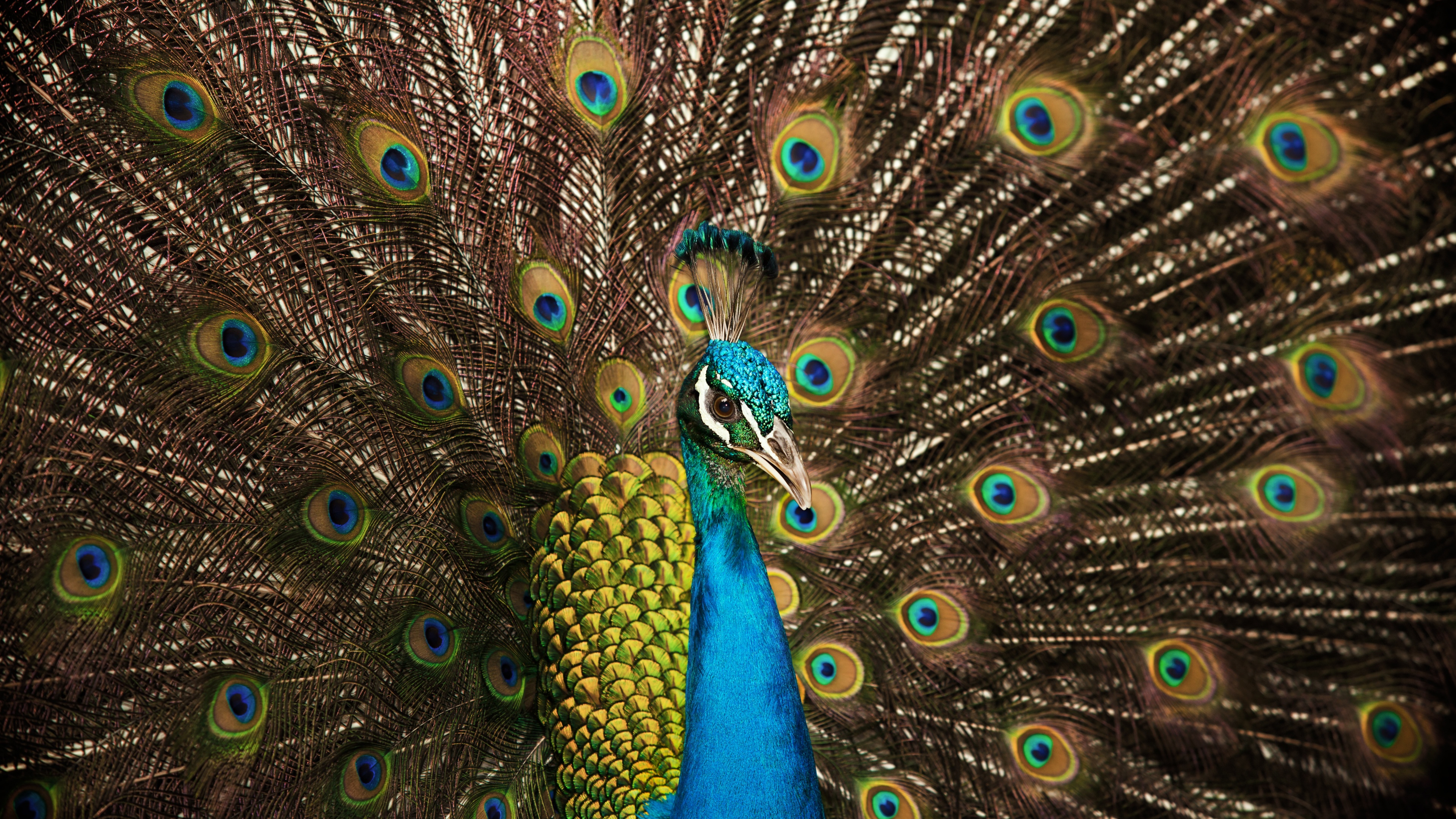 Un pavone dai colori vivaci che mostra la sua magnifica coda, con piume iridescenti e motivi elaborati che ricordano degli occhi.