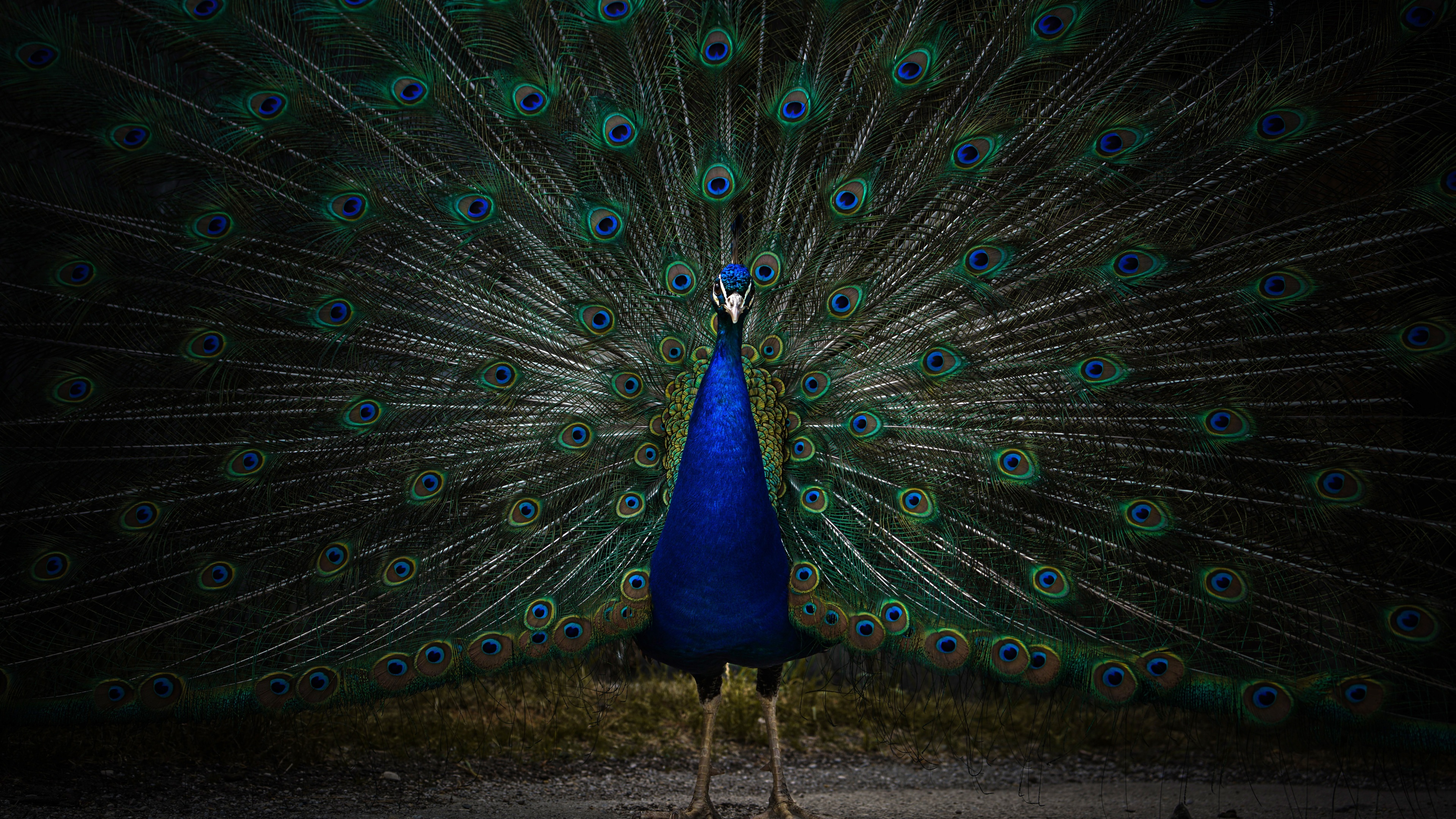 A highly detailed close-up of a colorful peacock with iridescent feathers in a dark zoo setting.