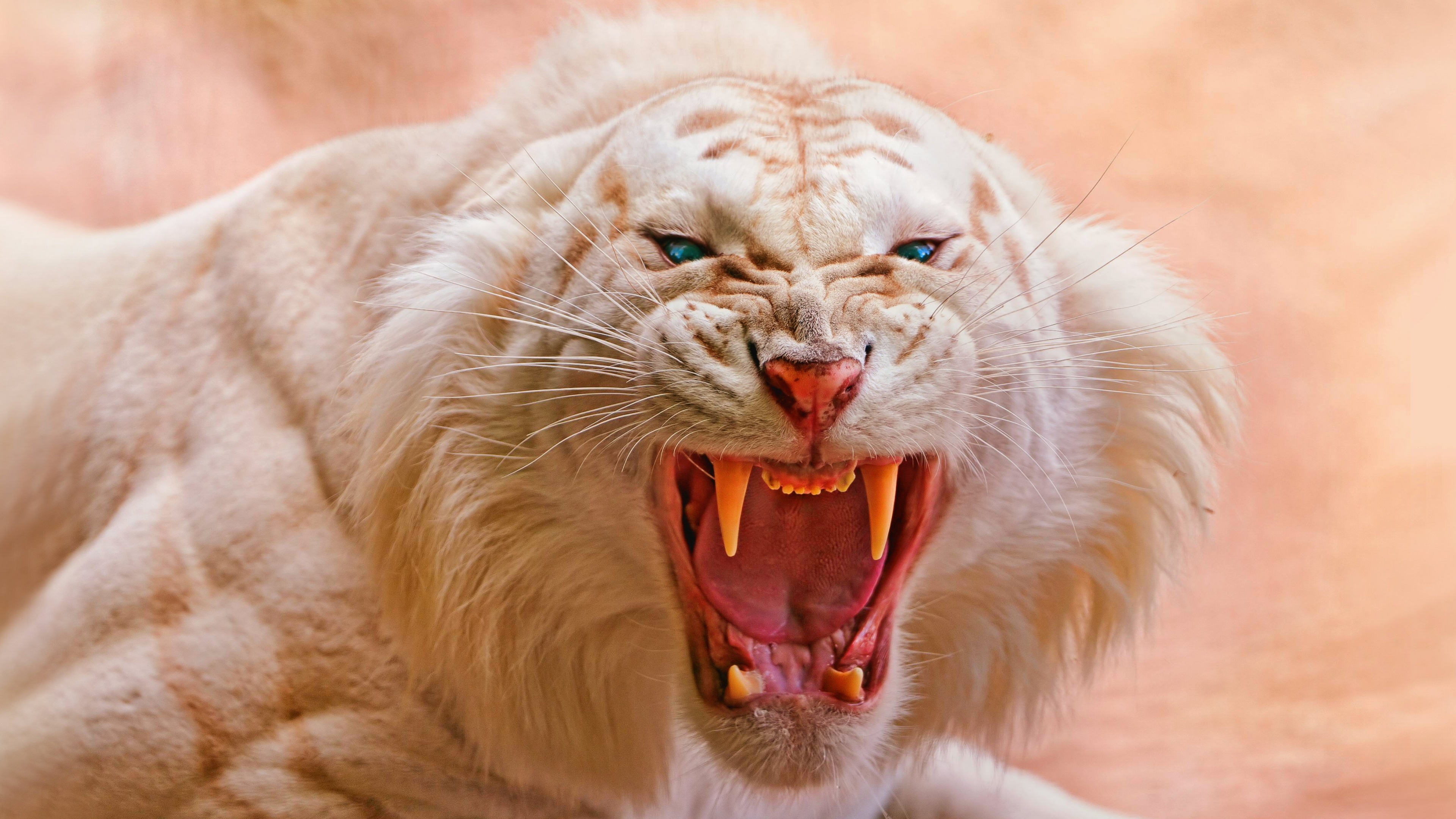 Primo piano di una tigre bianca che ruggisce, con occhi di un intenso colore blu.
