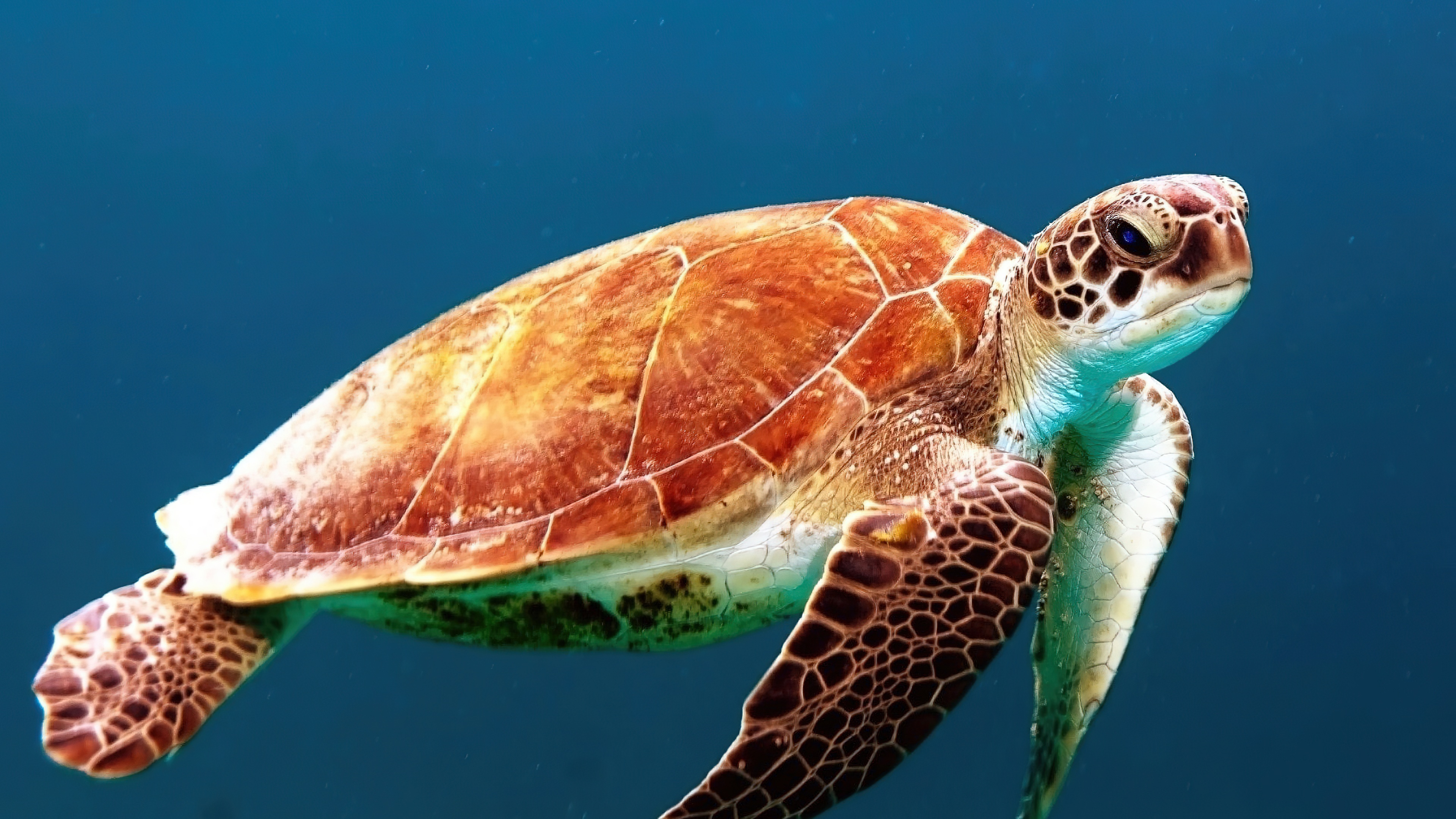 A large sea turtle swimming peacefully through clear blue underwater currents surrounded by marine life.