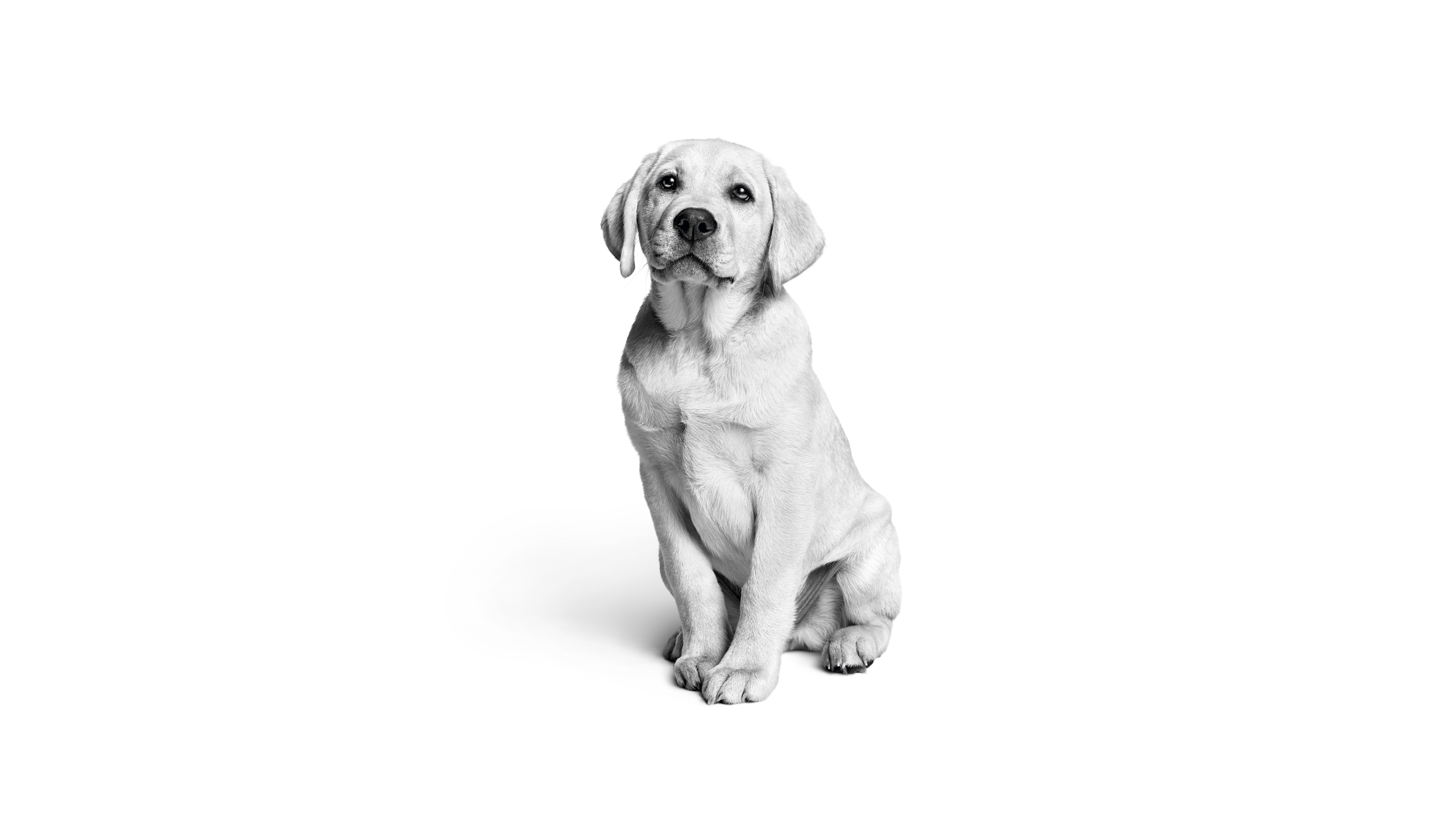 Un adorabile cucciolo di Labrador, rappresentato in stile monocromatico bianco e nero, con un'estetica pulita e minimalista.