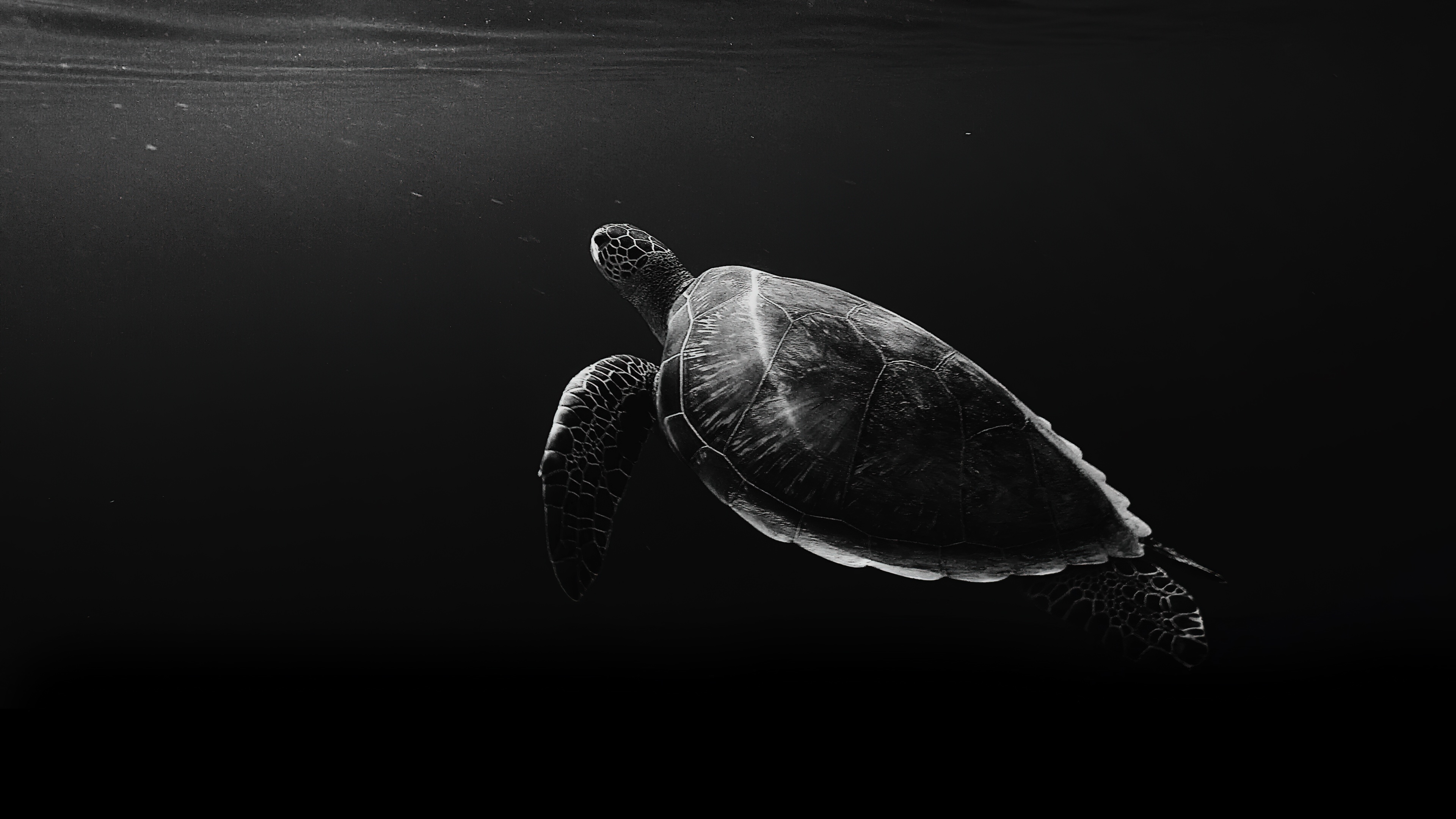 A monochrome, black and white close-up of a sea turtle swimming gracefully through deep ocean waters.