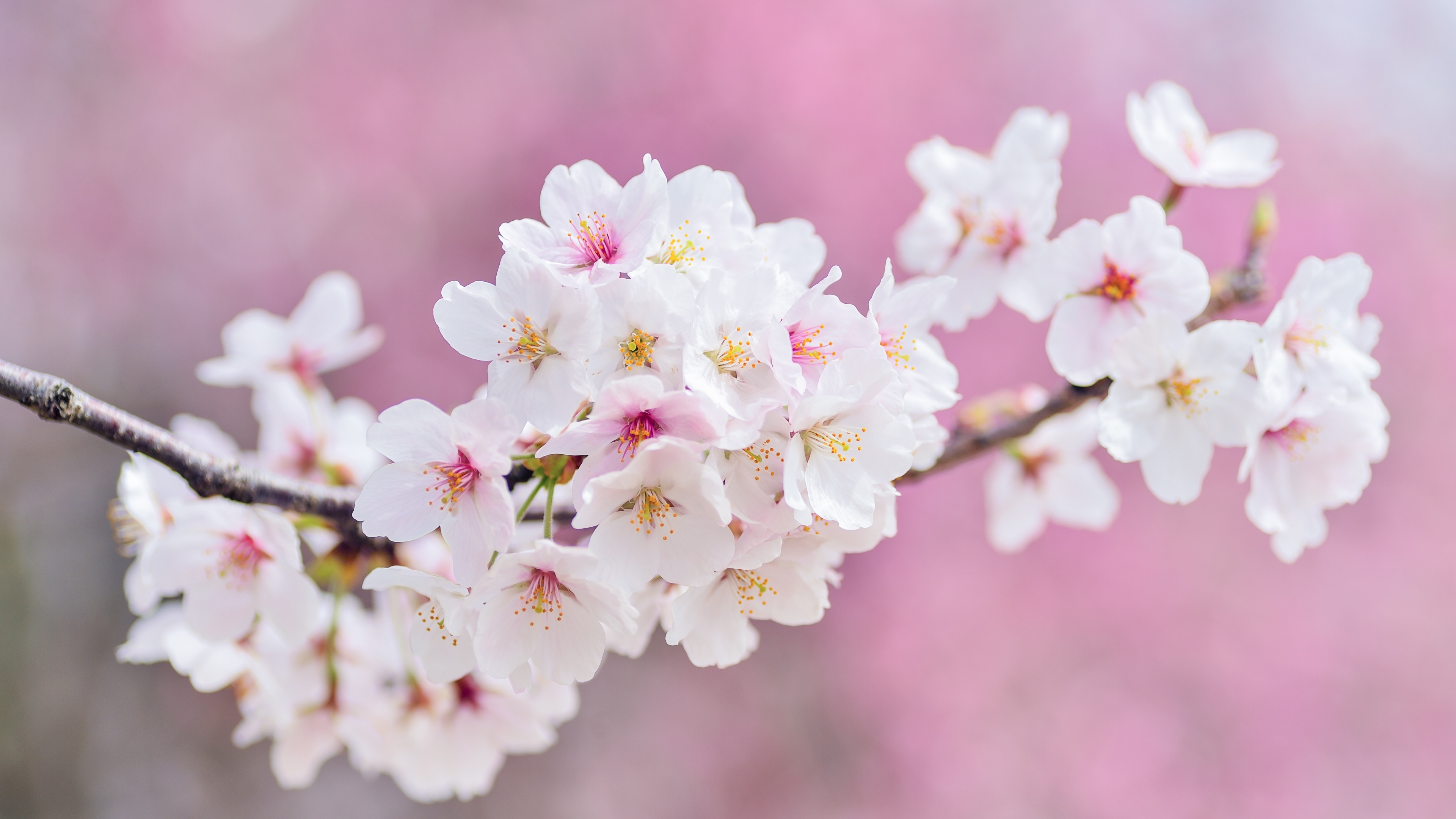 Close-up of pink cherry blossom flowers in bloom during spring.