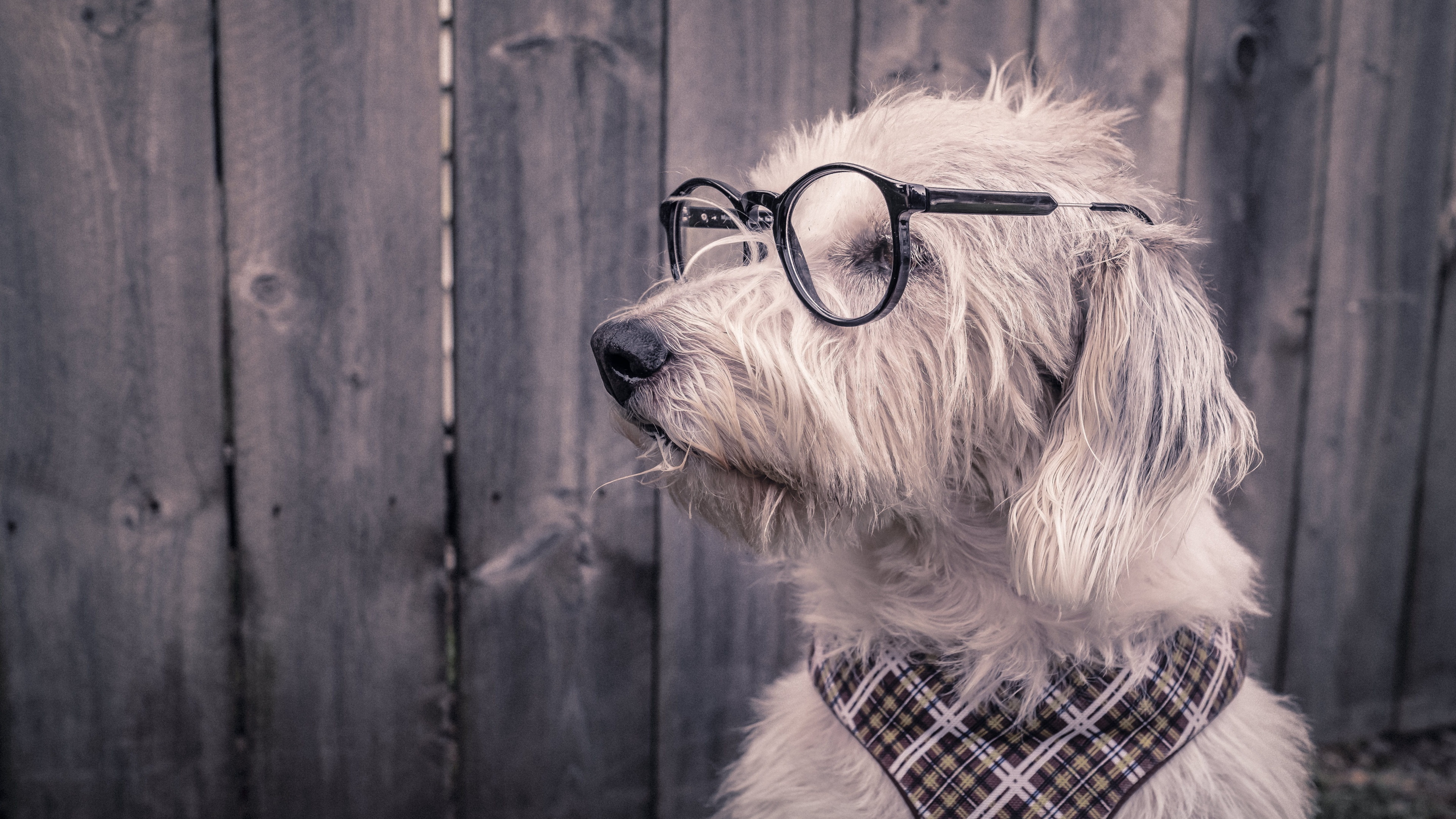 A cute dog wearing glasses on a rustic wooden background.