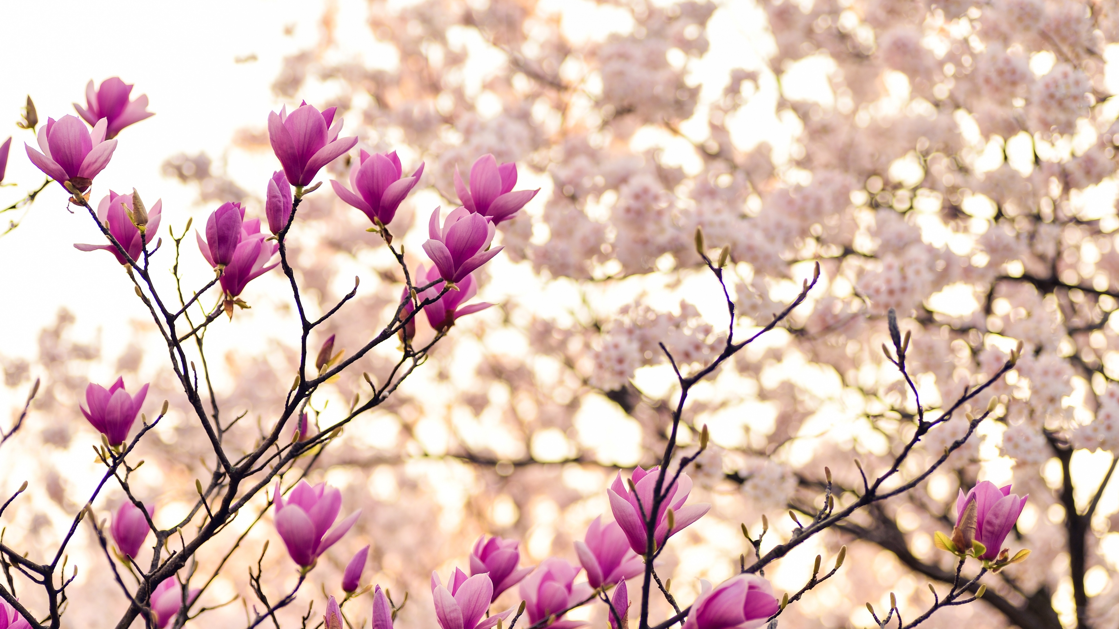 Close-up of magnolia and purple flowers blooming on spring branches