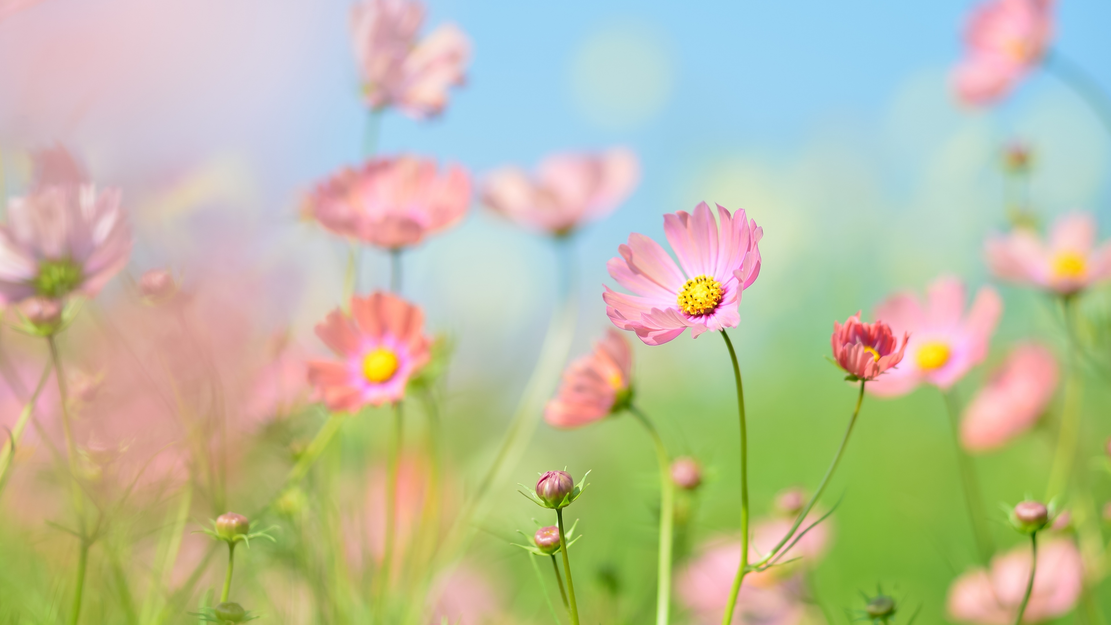 A lush garden filled with blooming pink and white cosmos flowers under bright summer sunlight.