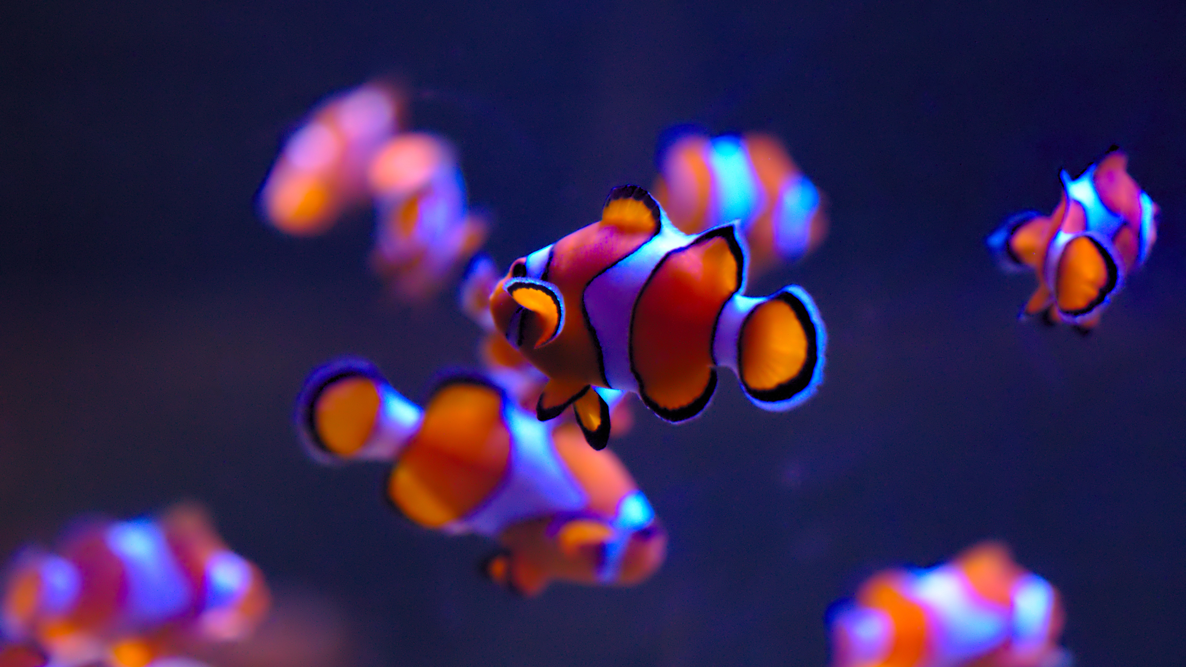 A bright orange and white clownfish swimming among green aquatic plants in a clear aquarium setting.
