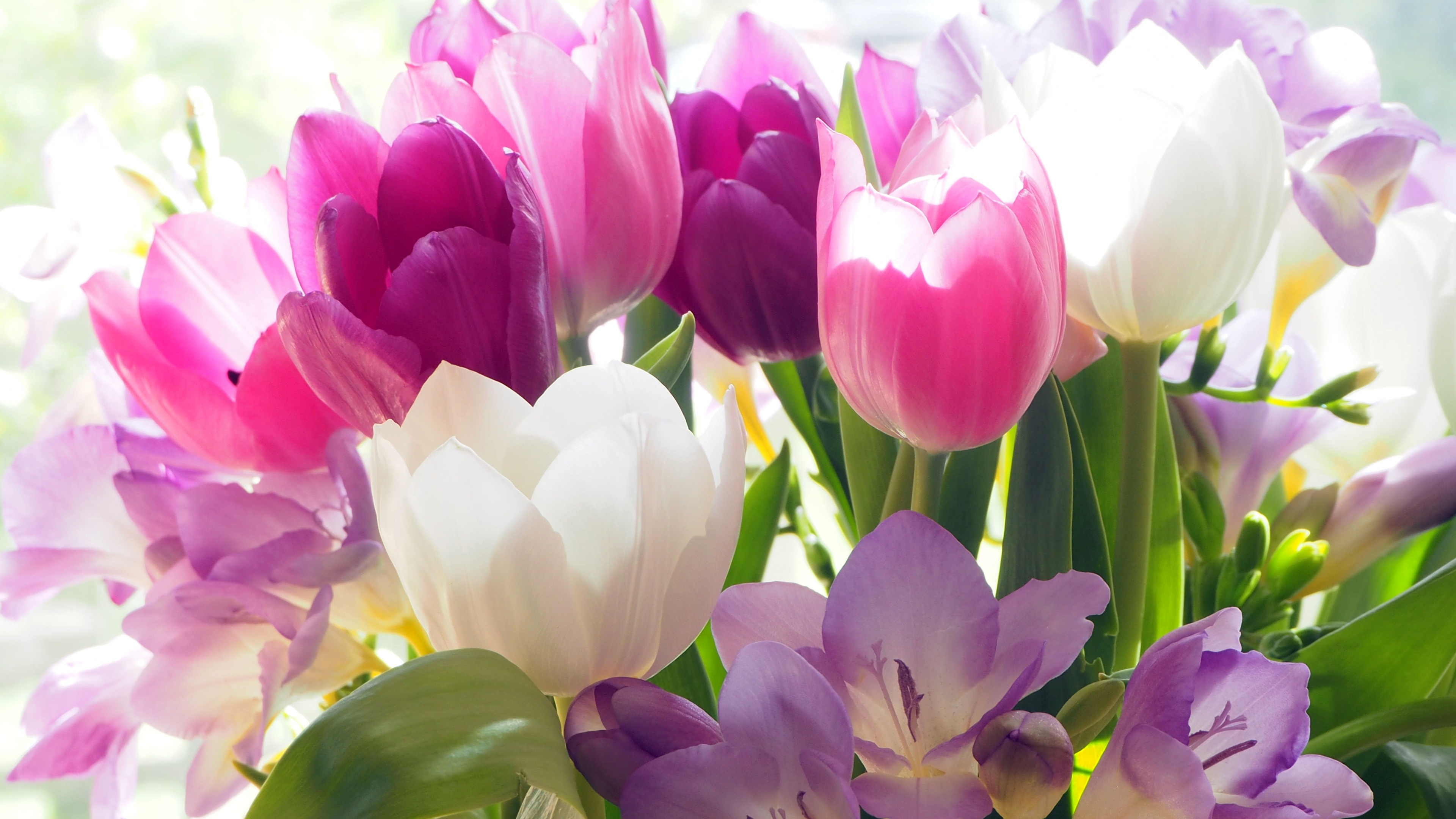 A high-resolution, colorful bouquet of tulips and crocus flowers in full bloom.