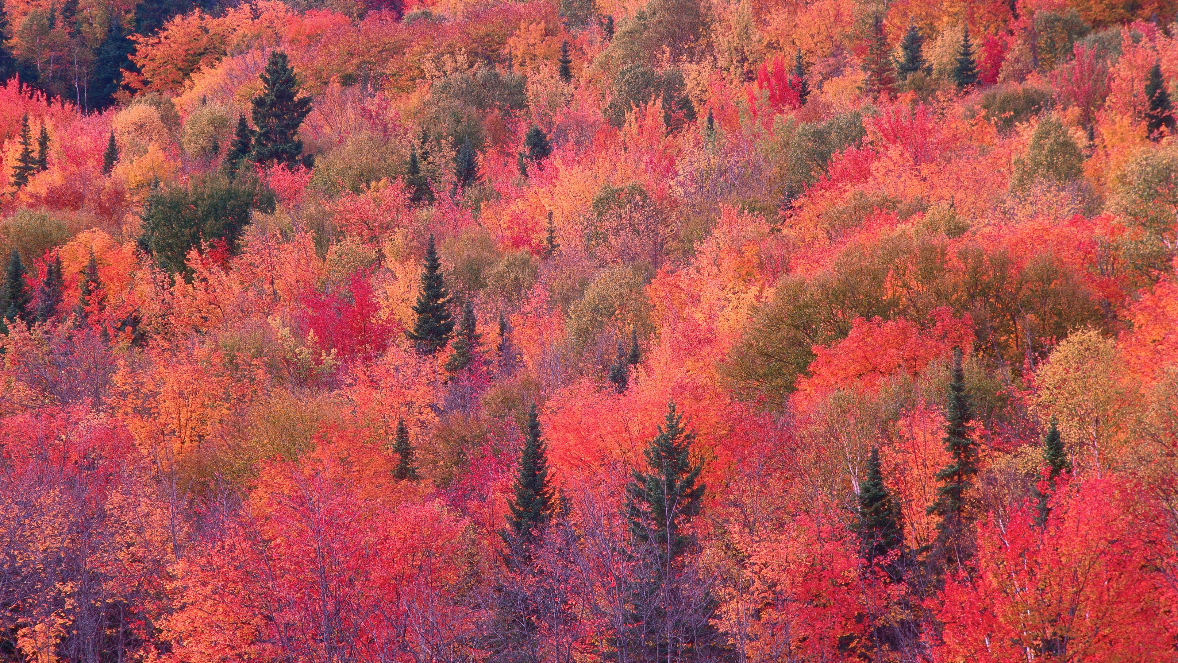 Aerial view of a dense autumn forest with colorful orange, yellow, and red foliage.