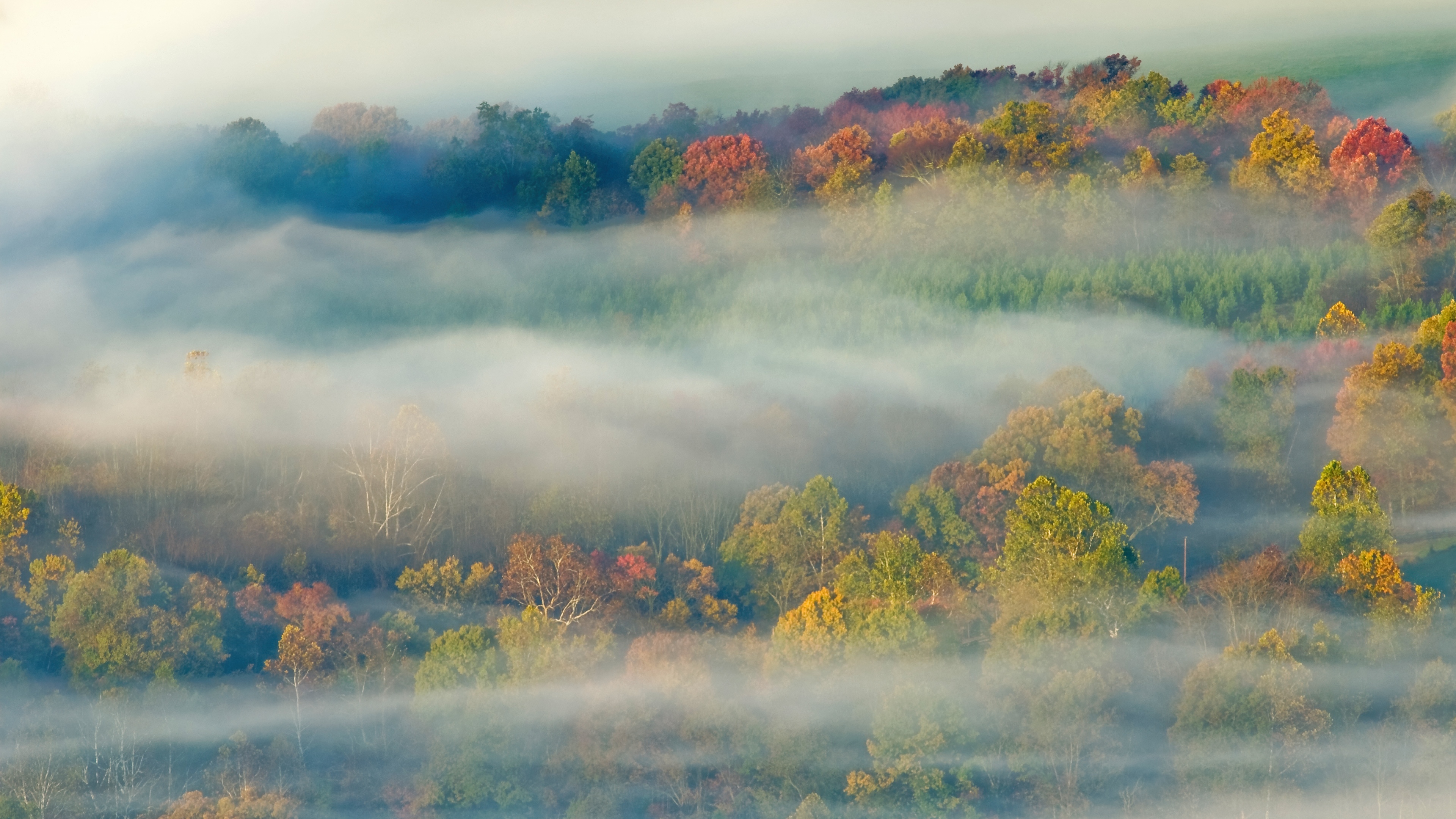 A misty autumn landscape with golden trees partially obscured by heavy fog.