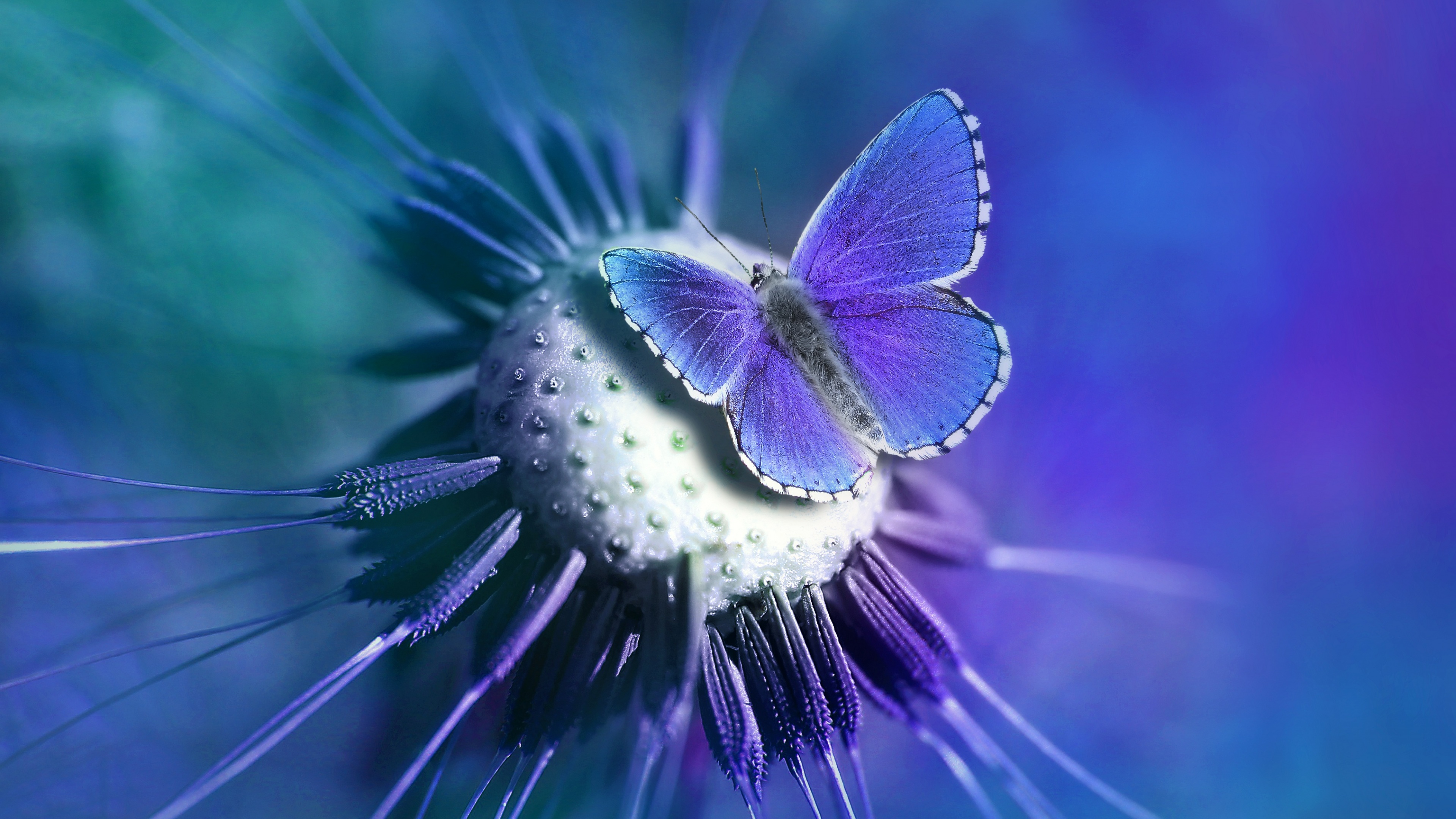 A detailed macro close-up of a butterfly with vibrant blue and purple wing patterns.