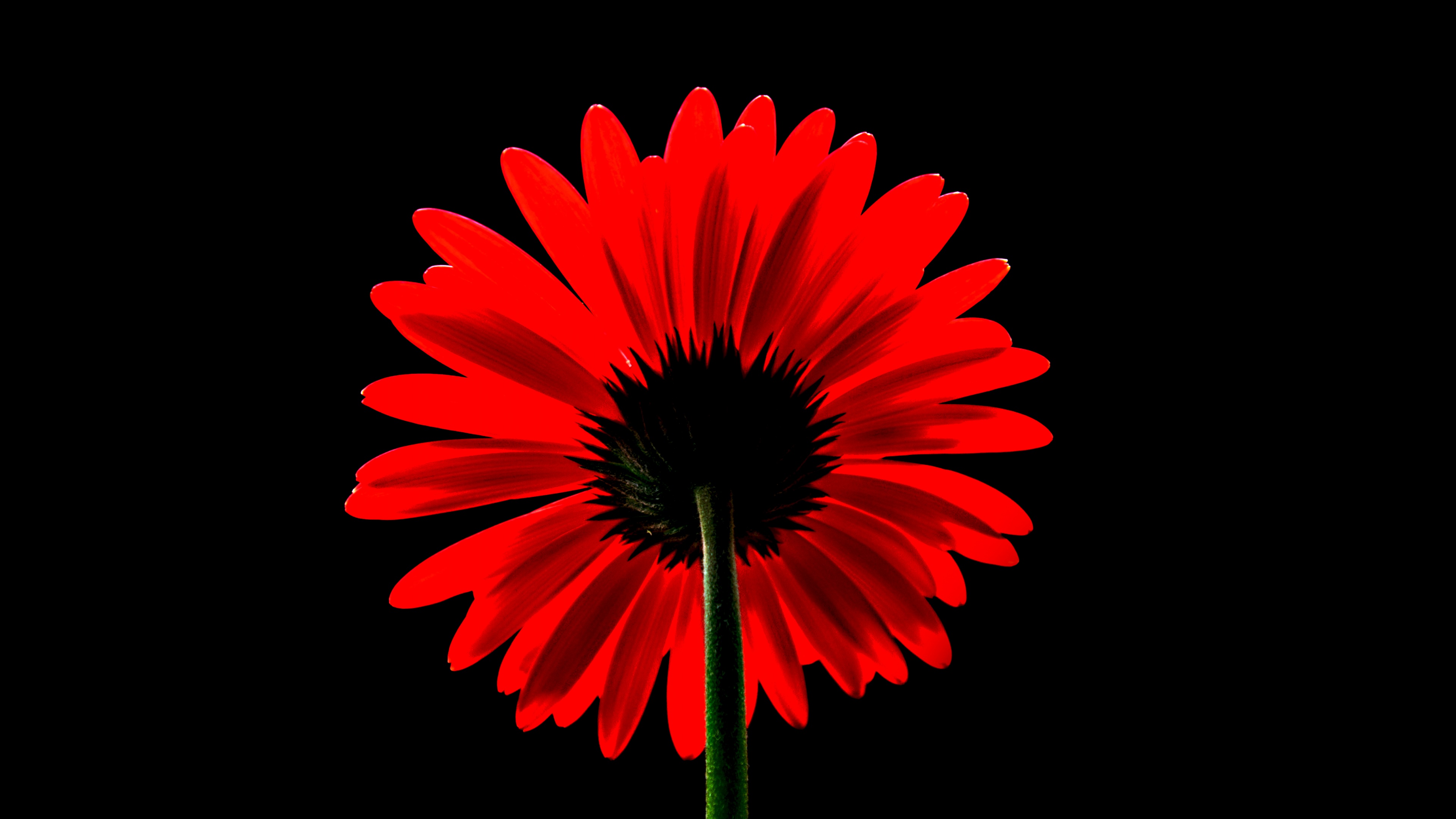 A vivid red Gerbera Daisy set against a solid black background.