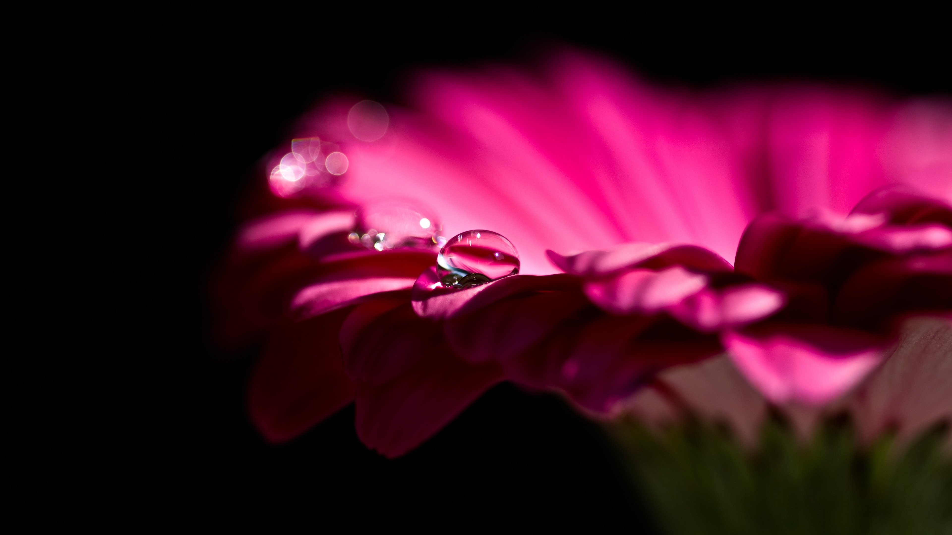 Close-up of a pink Gerera daisy with sparkling dew drops on a solid black background.