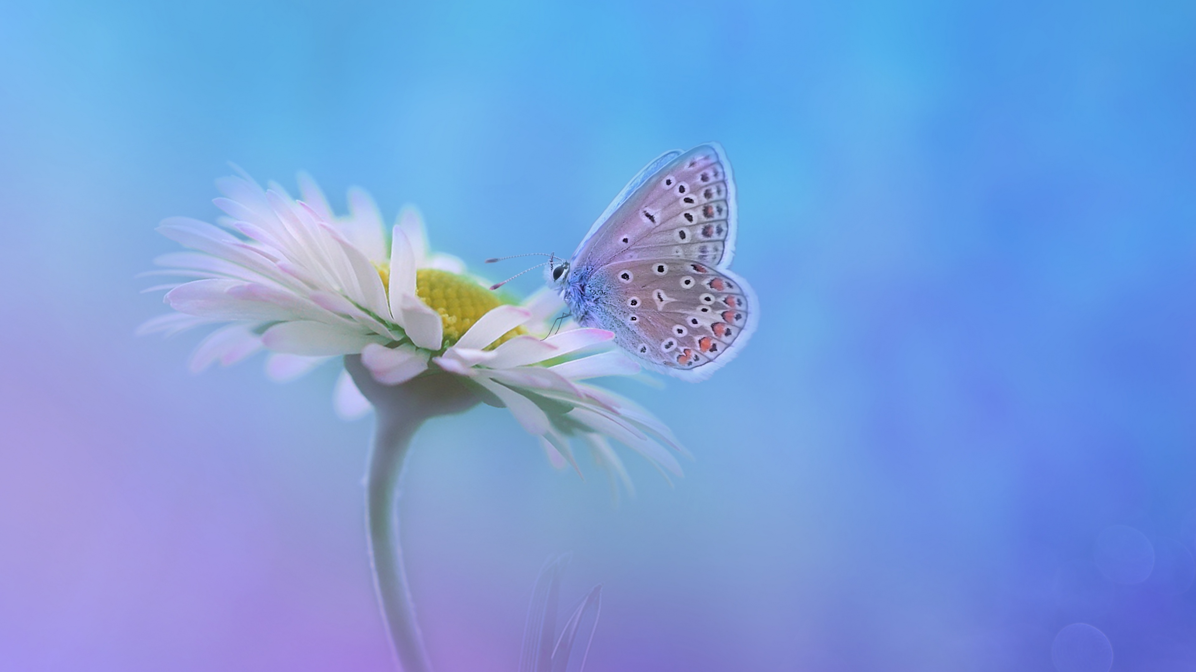 A vibrant butterfly perched on a white flower with a soft gradient background.