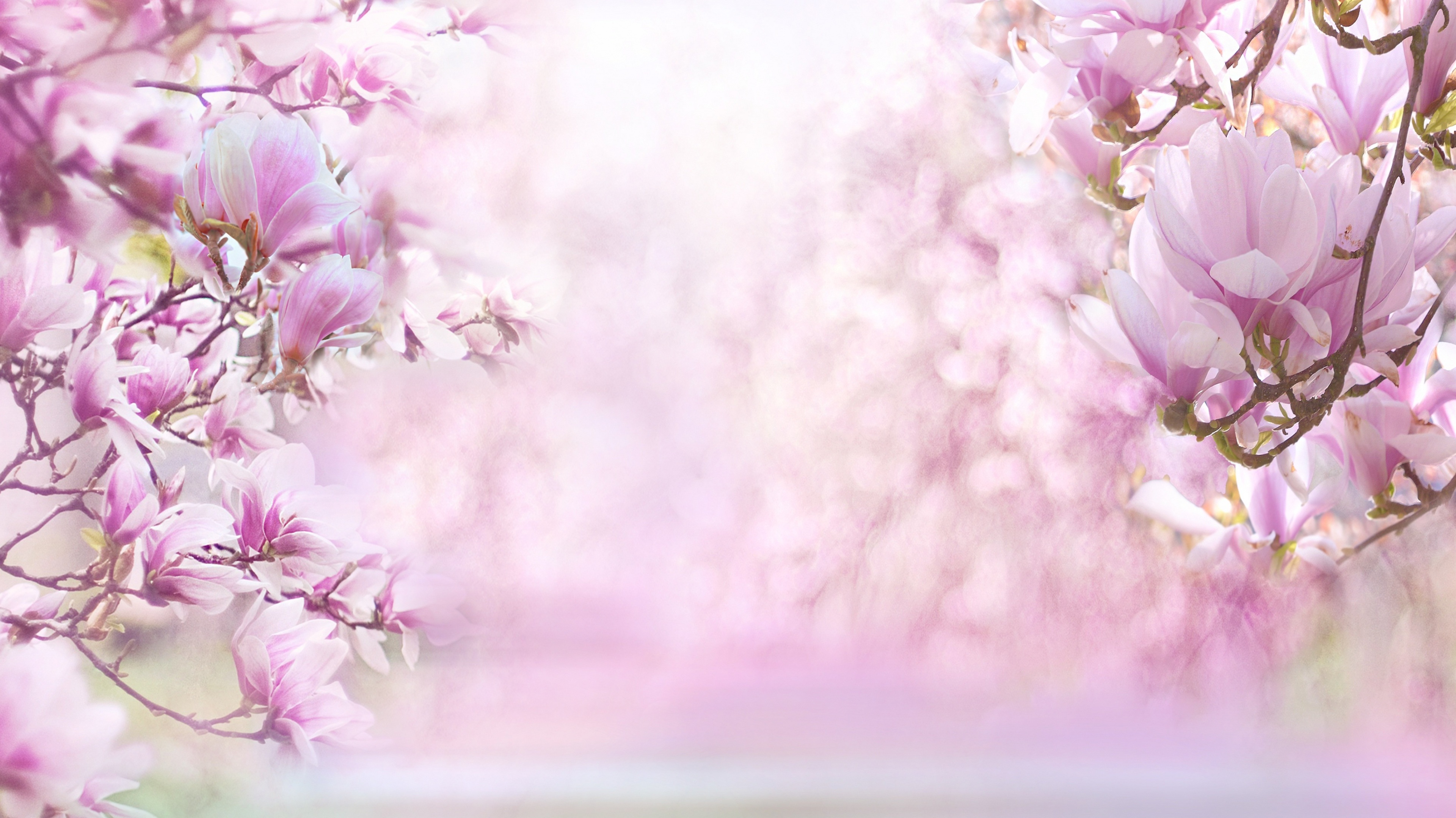 Close-up of pink magnolia blossoms against a solid pink background.