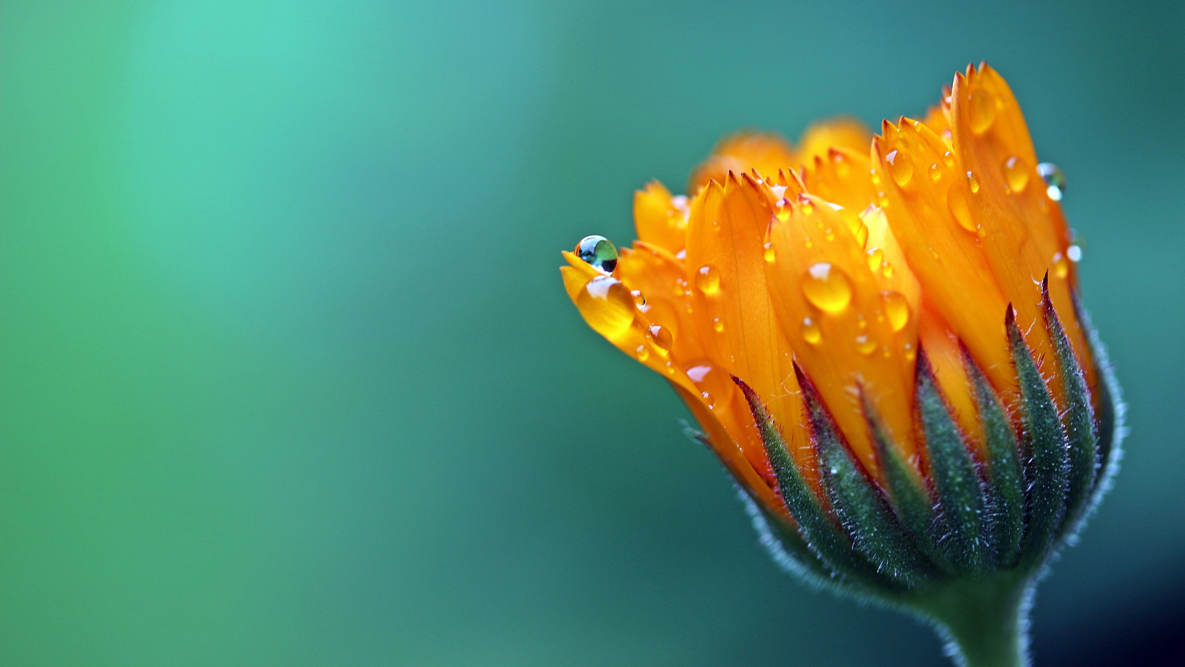 Close-up of yellow Calendula flowers with sparkling dew drops and a blurred background.