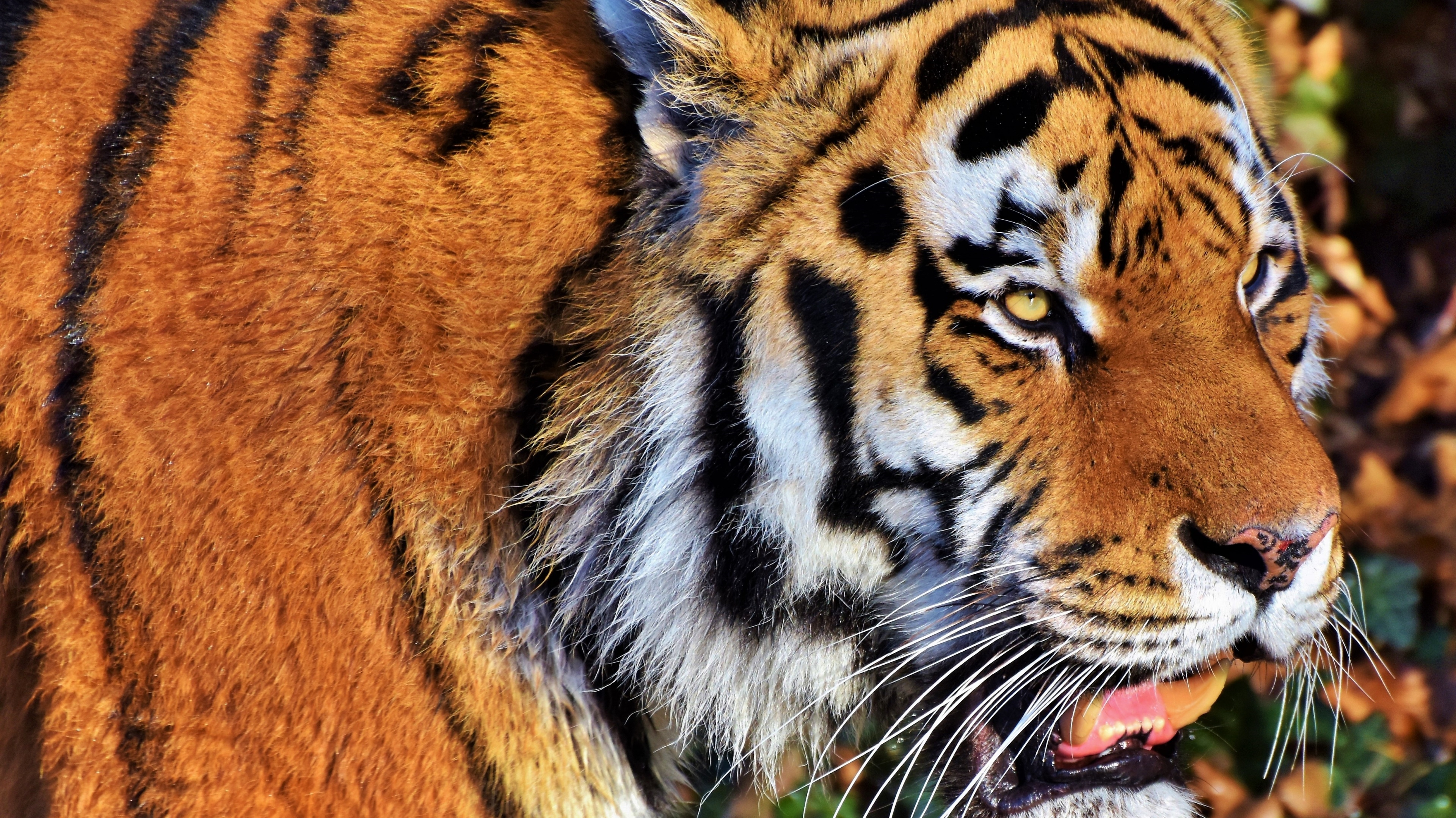 A detailed, close-up view of a tiger's face featuring intense eyes and prominent black and orange stripes.