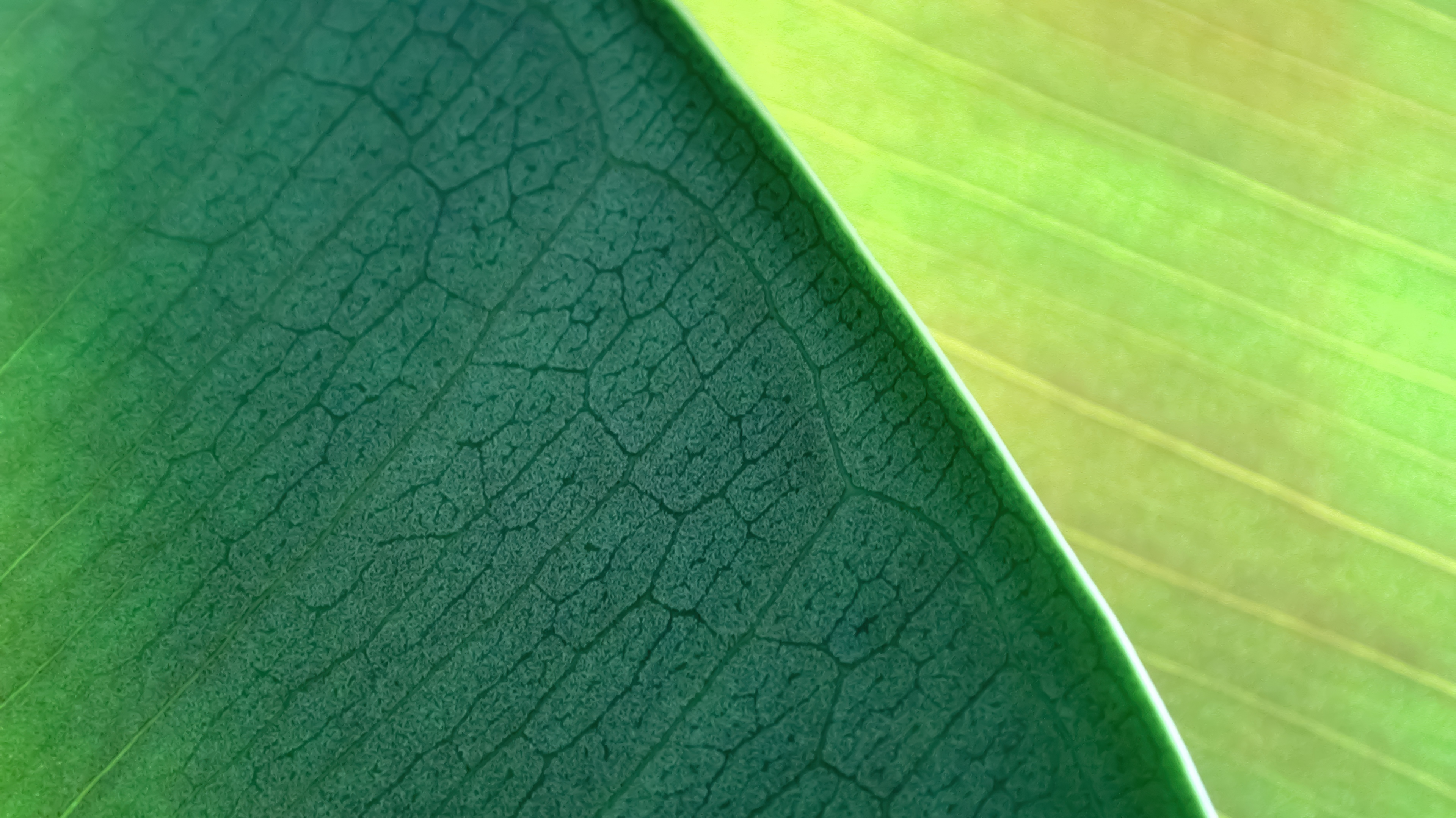 A detailed macro close-up of a vibrant green leaf showing intricate vein patterns and textures.