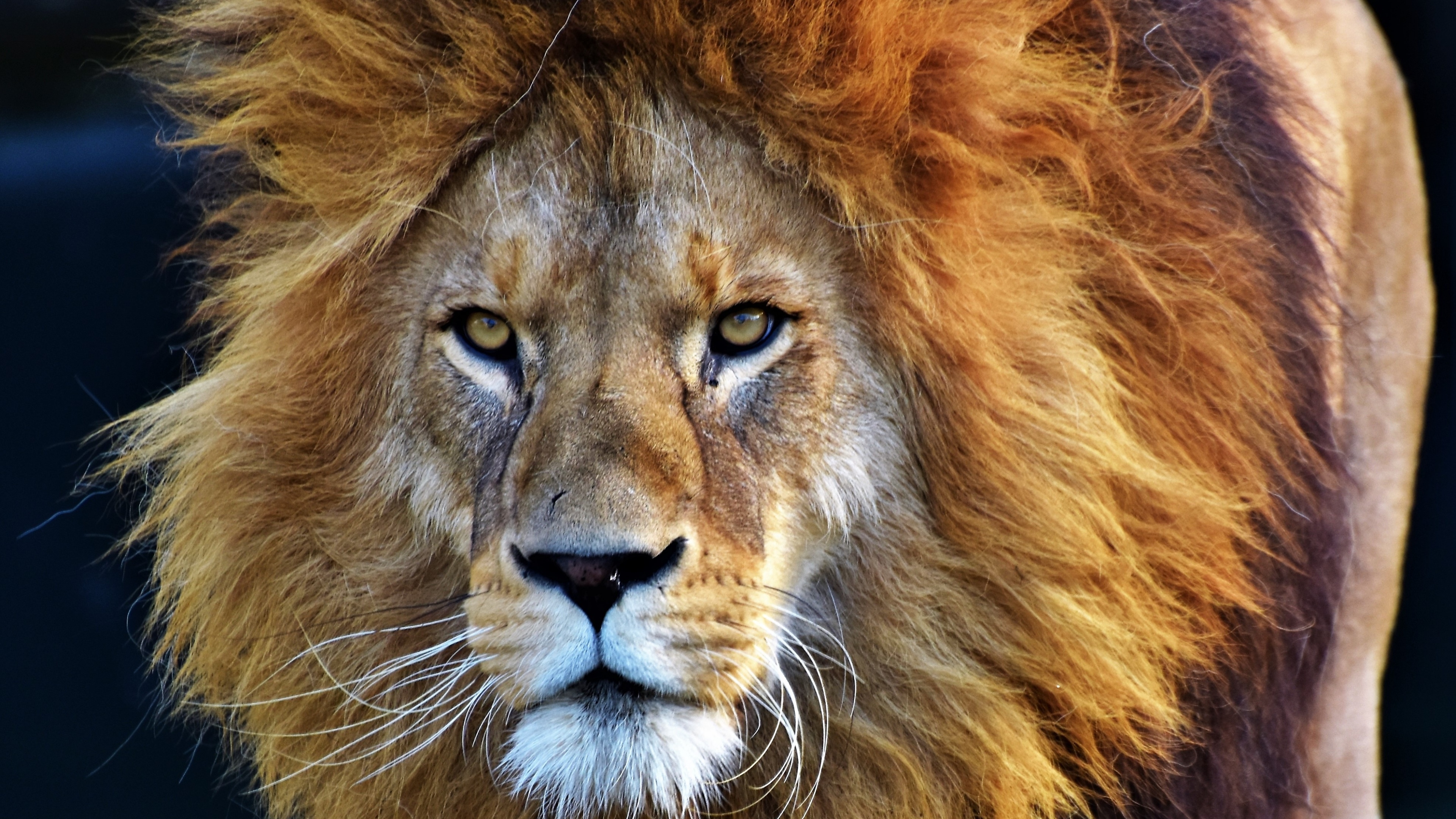 A detailed close-up portrait of an African lion focusing on its eyes and facial features