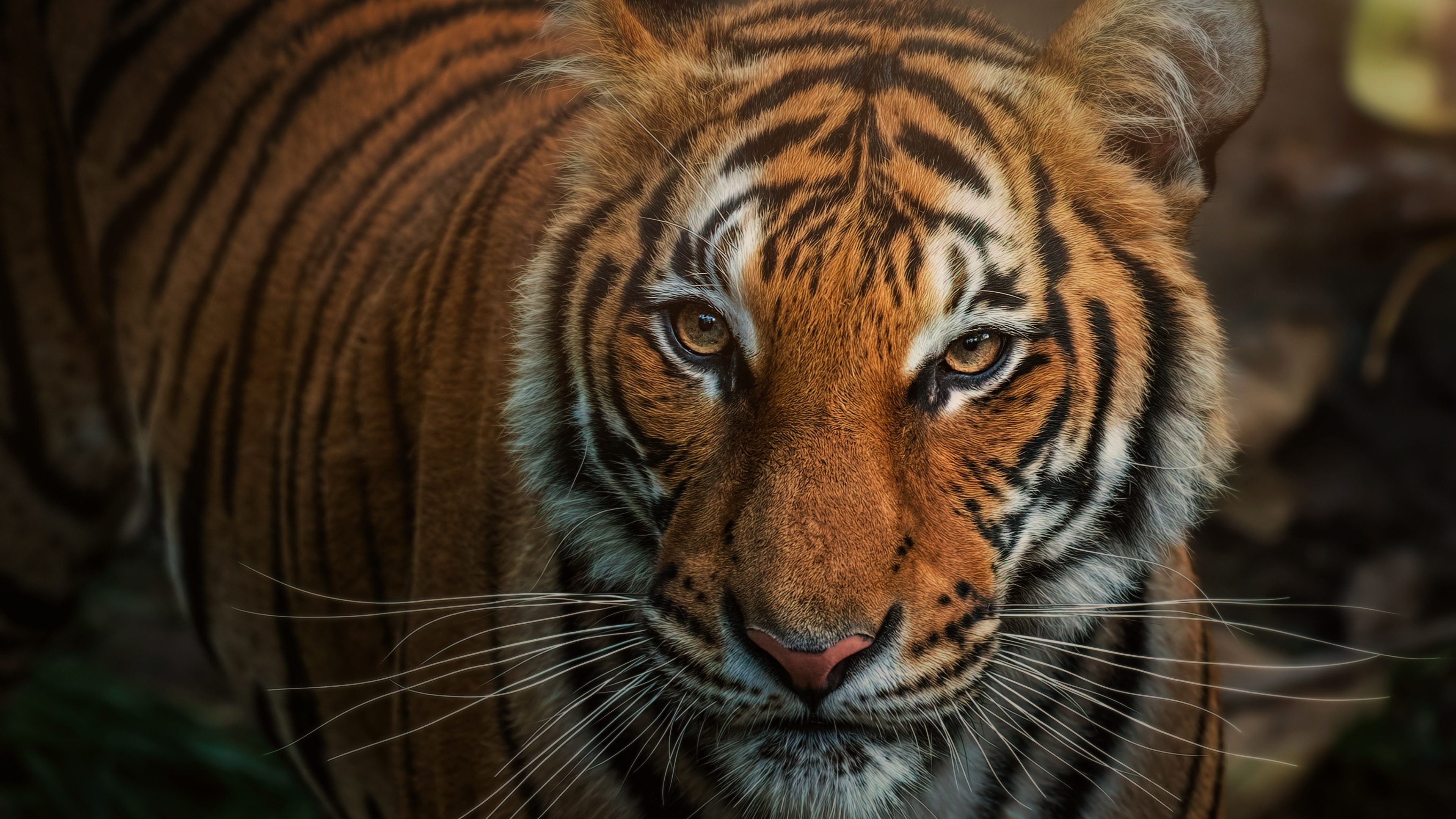 A close-up, detailed portrait of a Bengal Tiger's face showing its stripes and intense eyes.