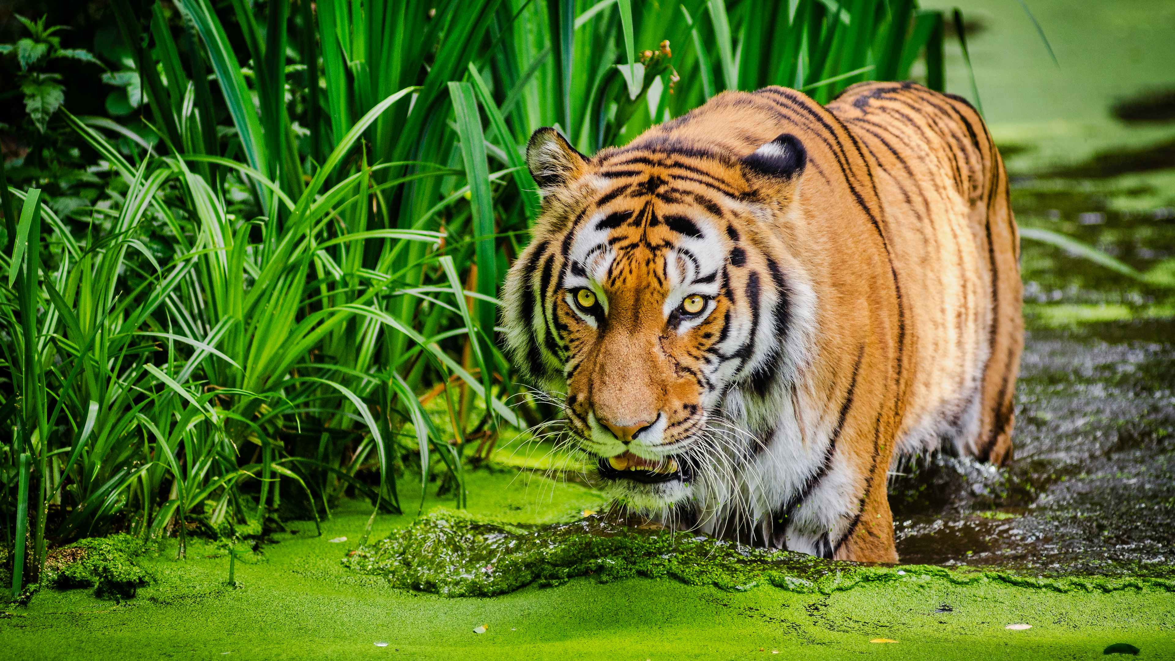 A Siberian tiger sitting beside a green pond surrounded by lush vegetation.