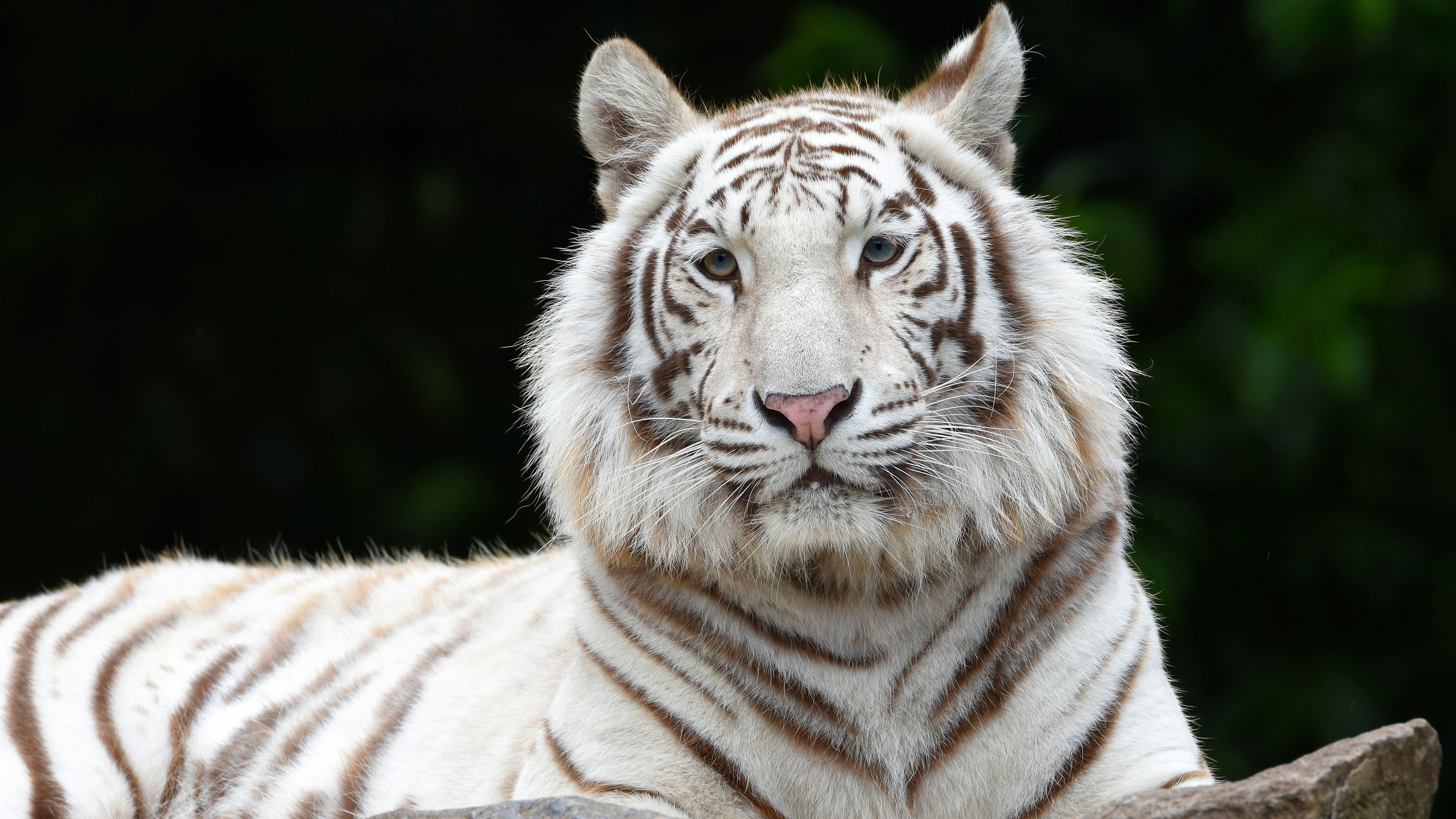 A high-detail portrait of a White Siberian tiger with piercing eyes and prominent black stripes.