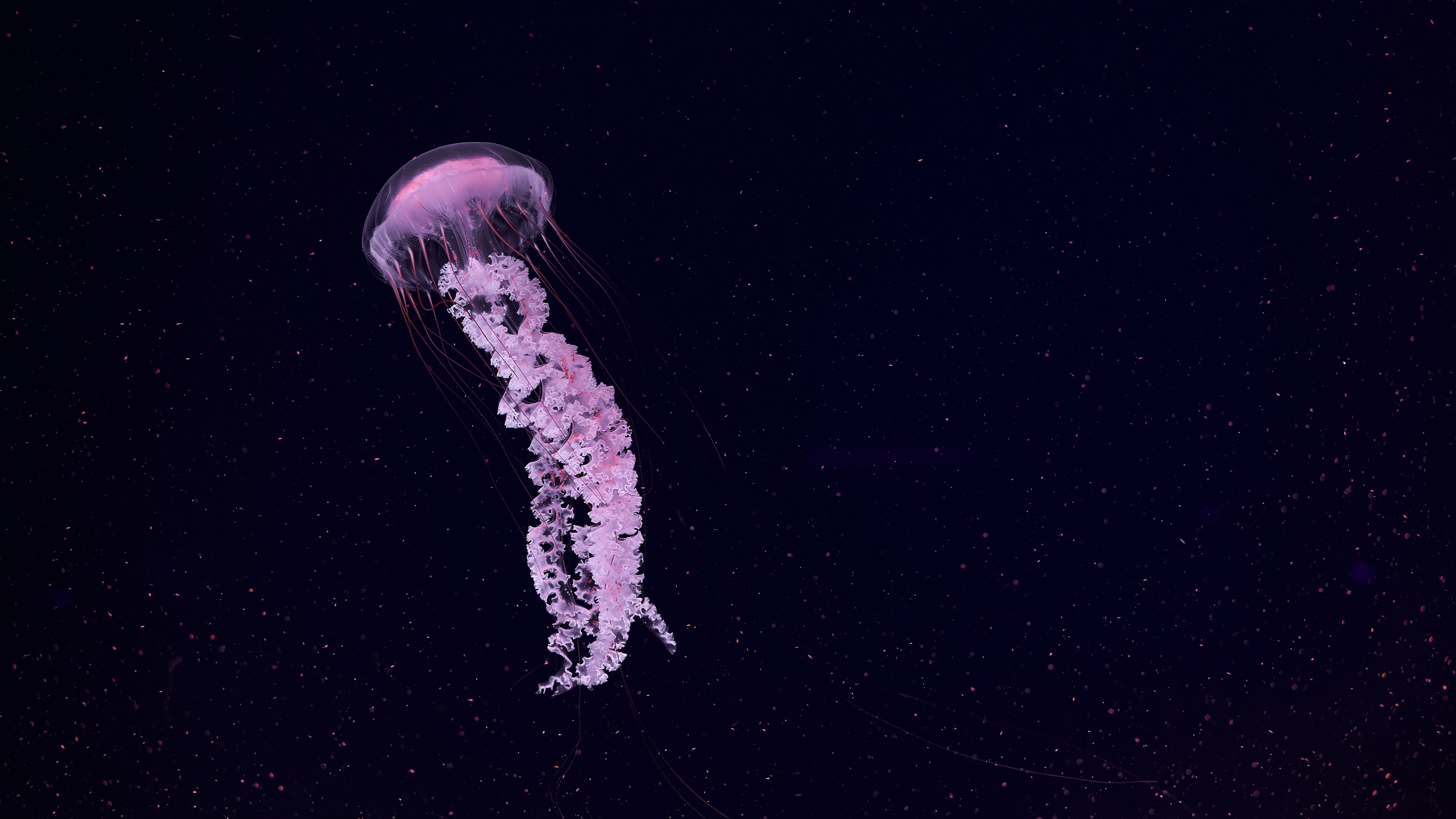 A glowing pink jellyfish swimming in a dark underwater environment.