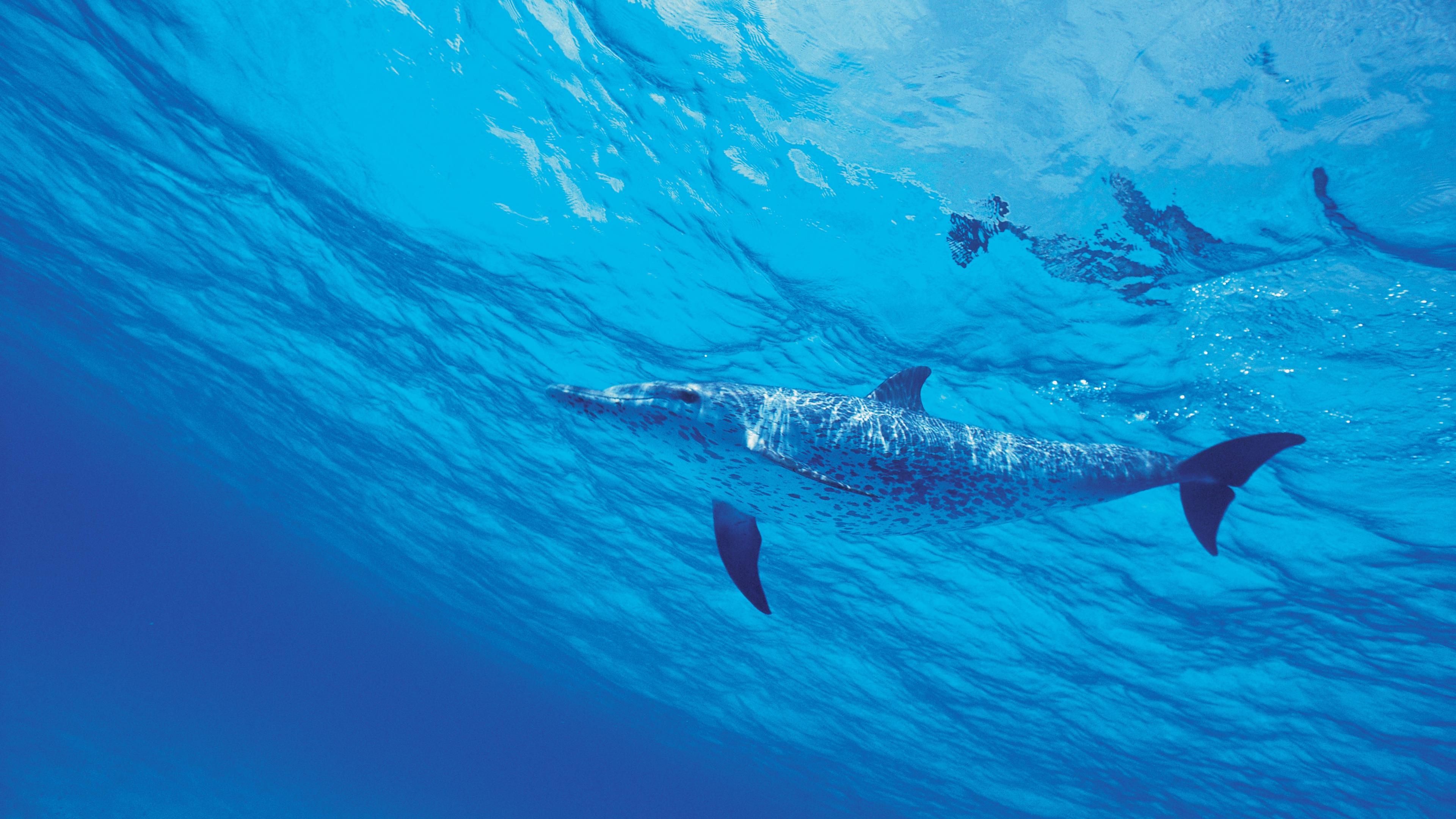 A group of dolphins swimming peacefully underwater in vibrant aqua blue ocean depths.