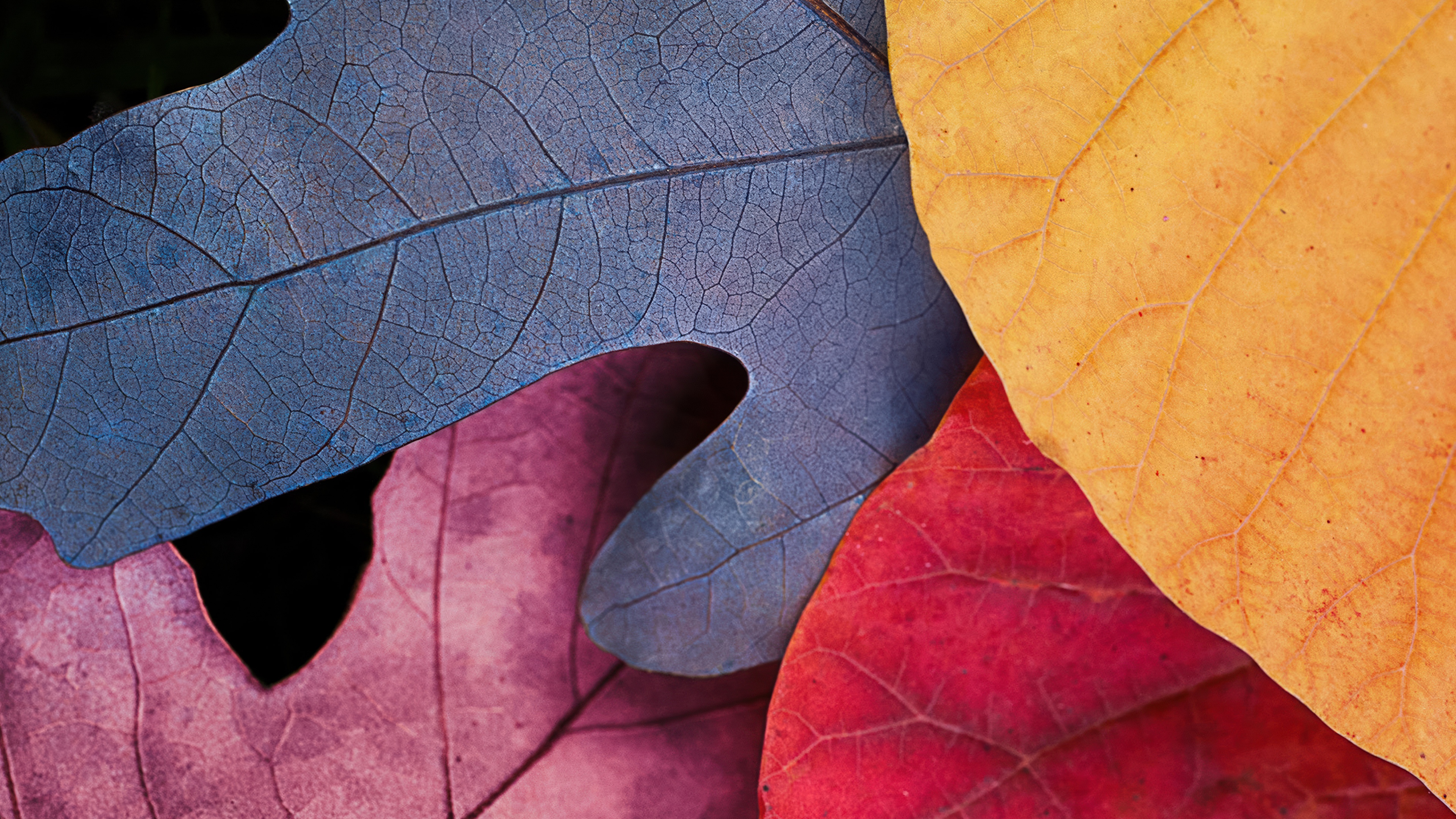 A vibrant landscape of colorful autumn leaves, featuring shades of red, orange, and yellow in a dense forest.