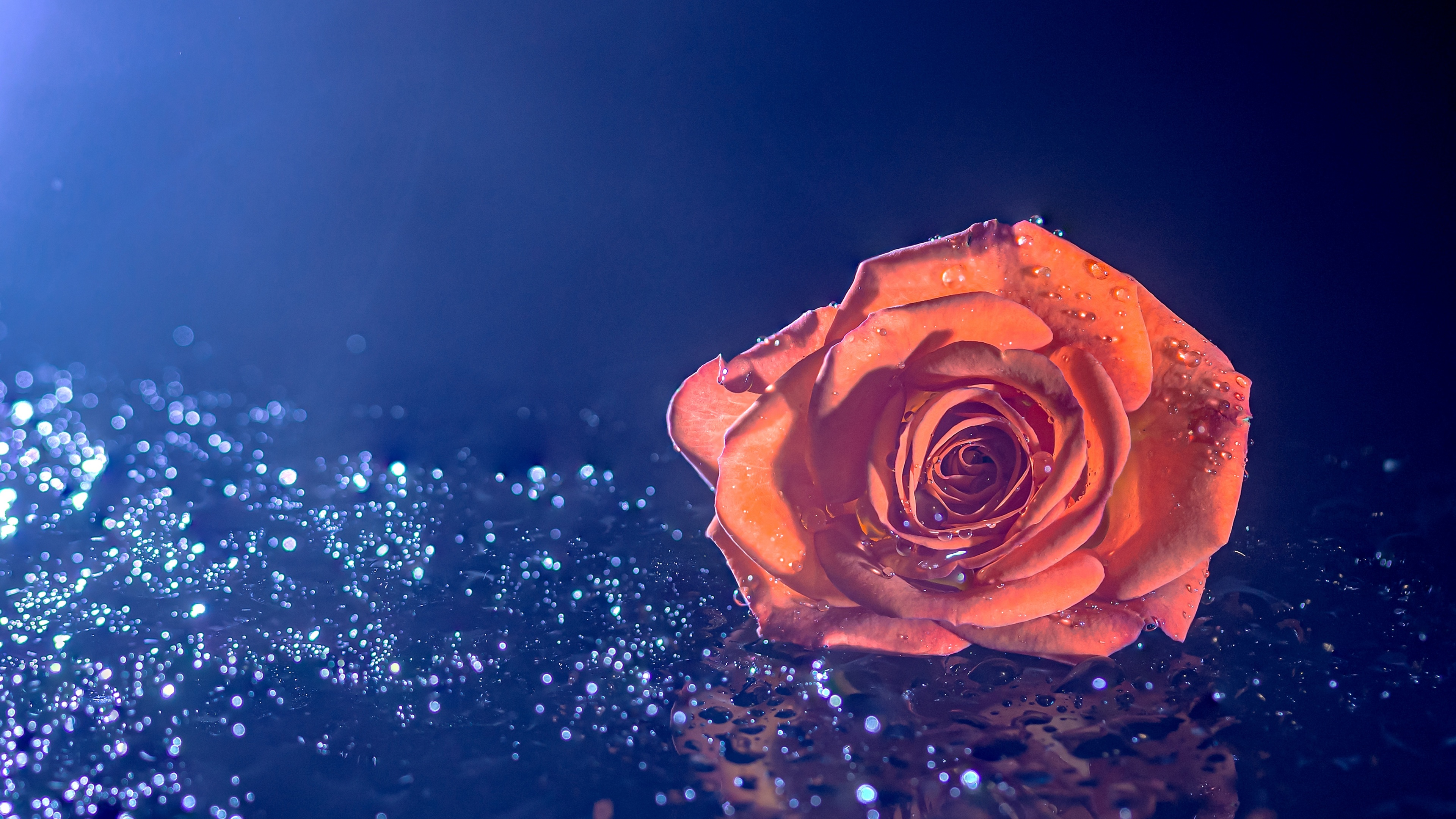 Close-up of an orange rose with crystal clear water droplets against a solid blue background.