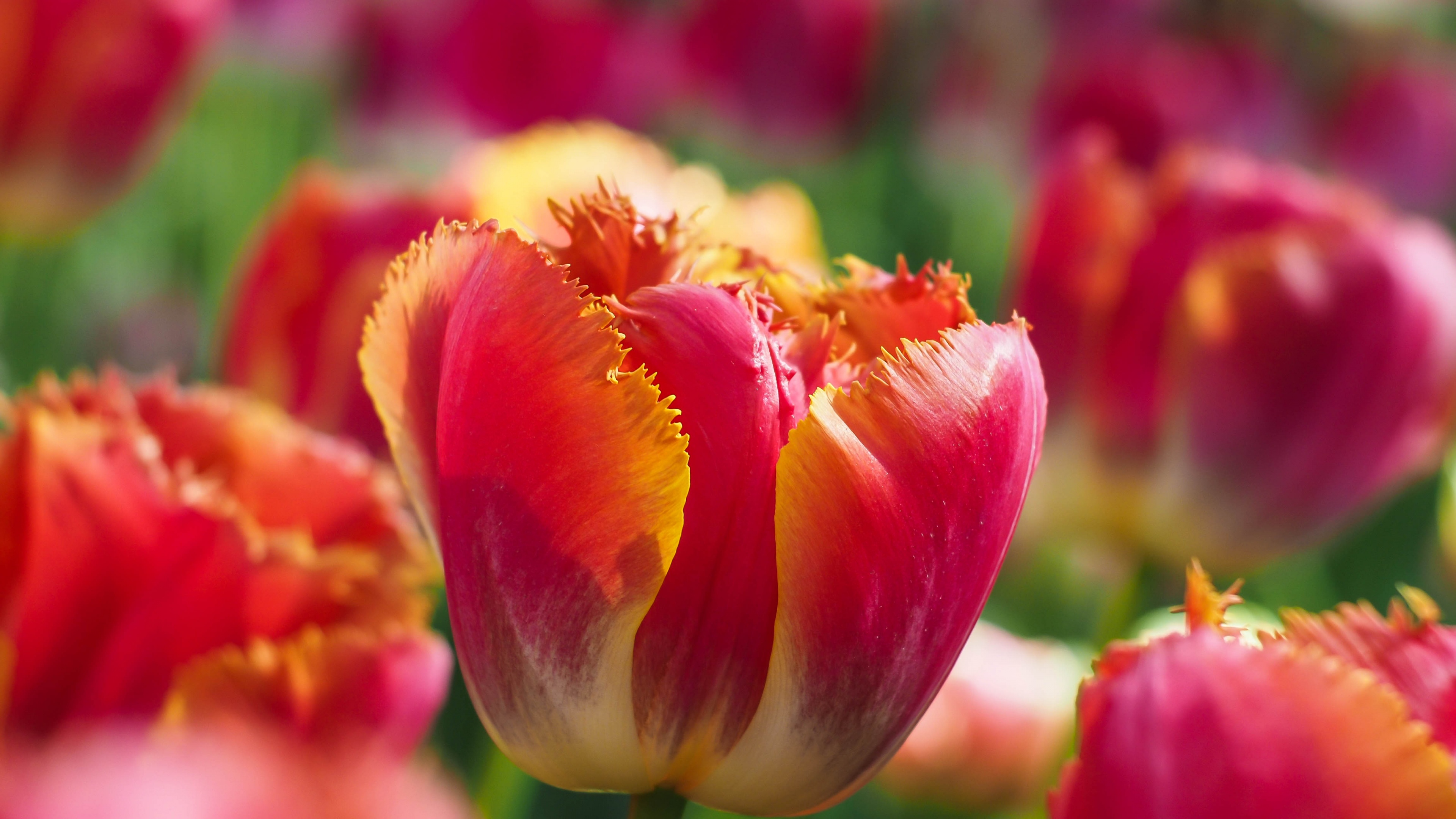 Close-up of red tulip flowers blooming in a sunny spring garden with a soft bokeh background.