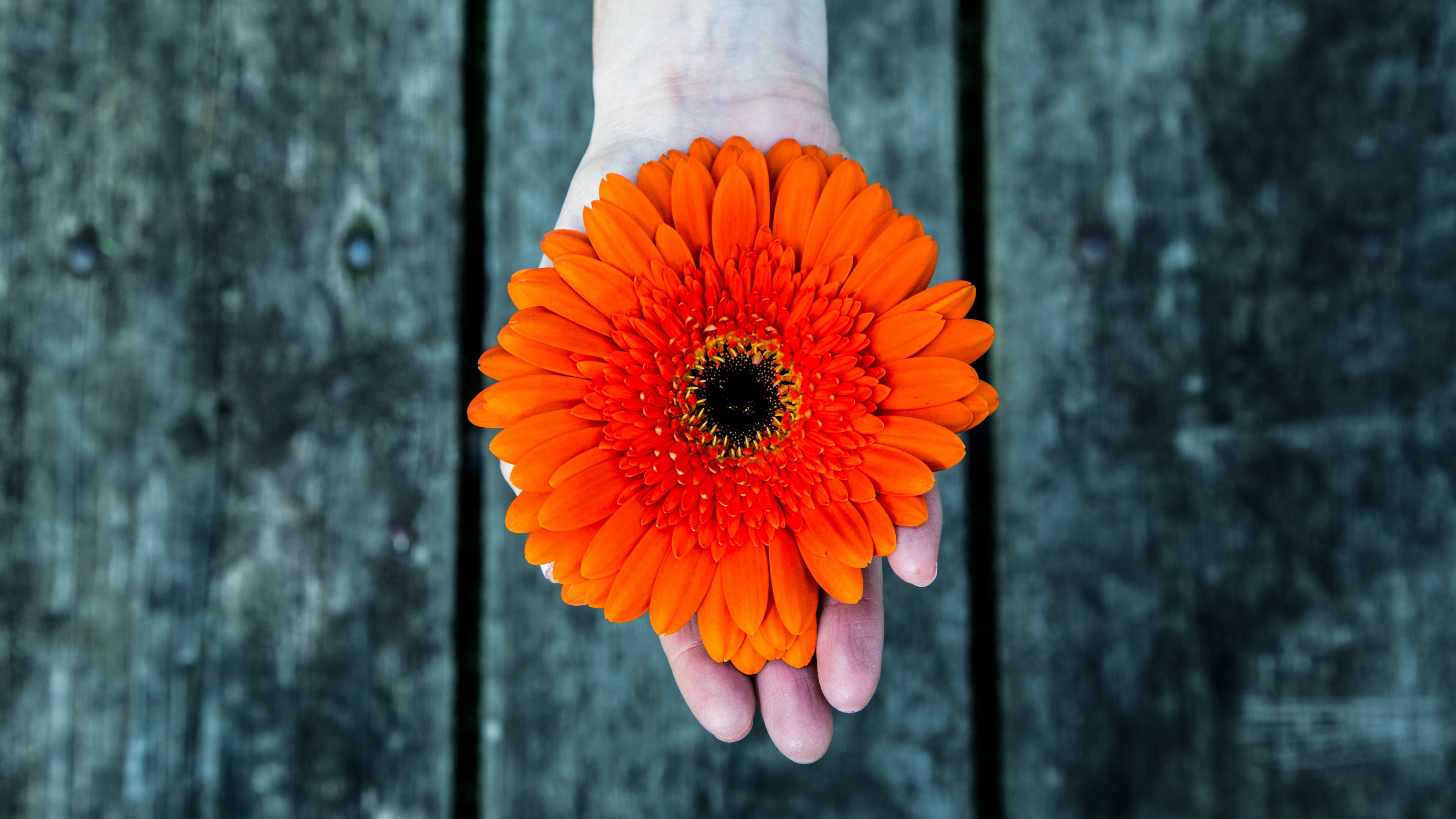 A close-up view of a person's hand holding a bright orange Gerbera Daisy against a blurred wooden background.