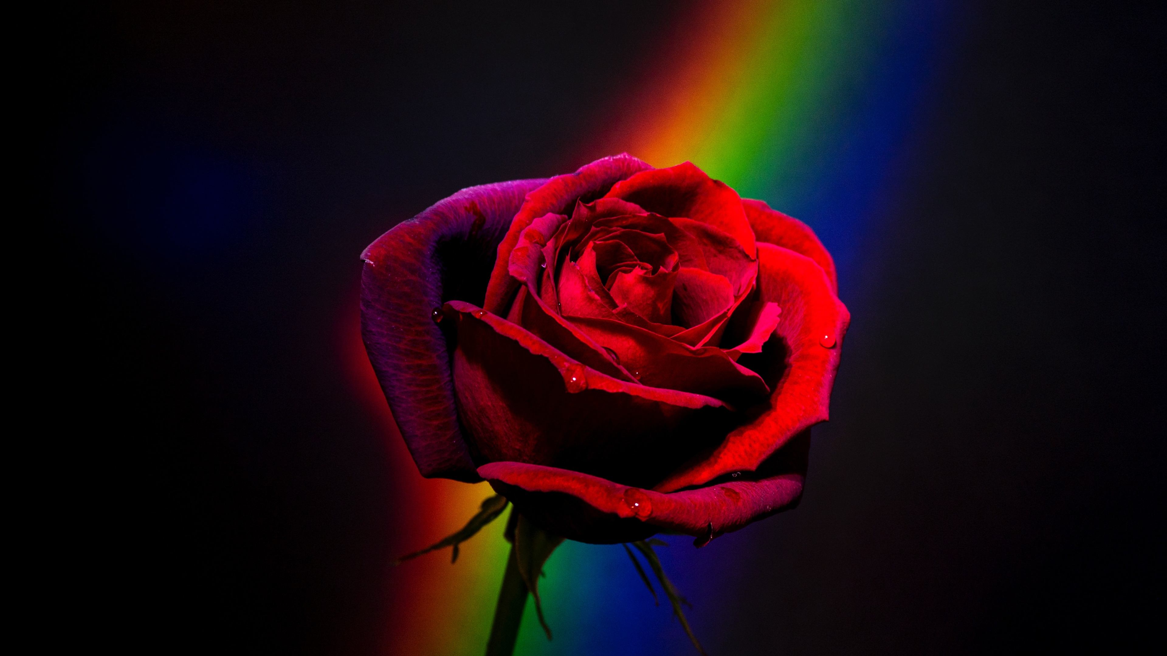 A detailed close-up of a red rose with rainbow-colored petals against a black background.