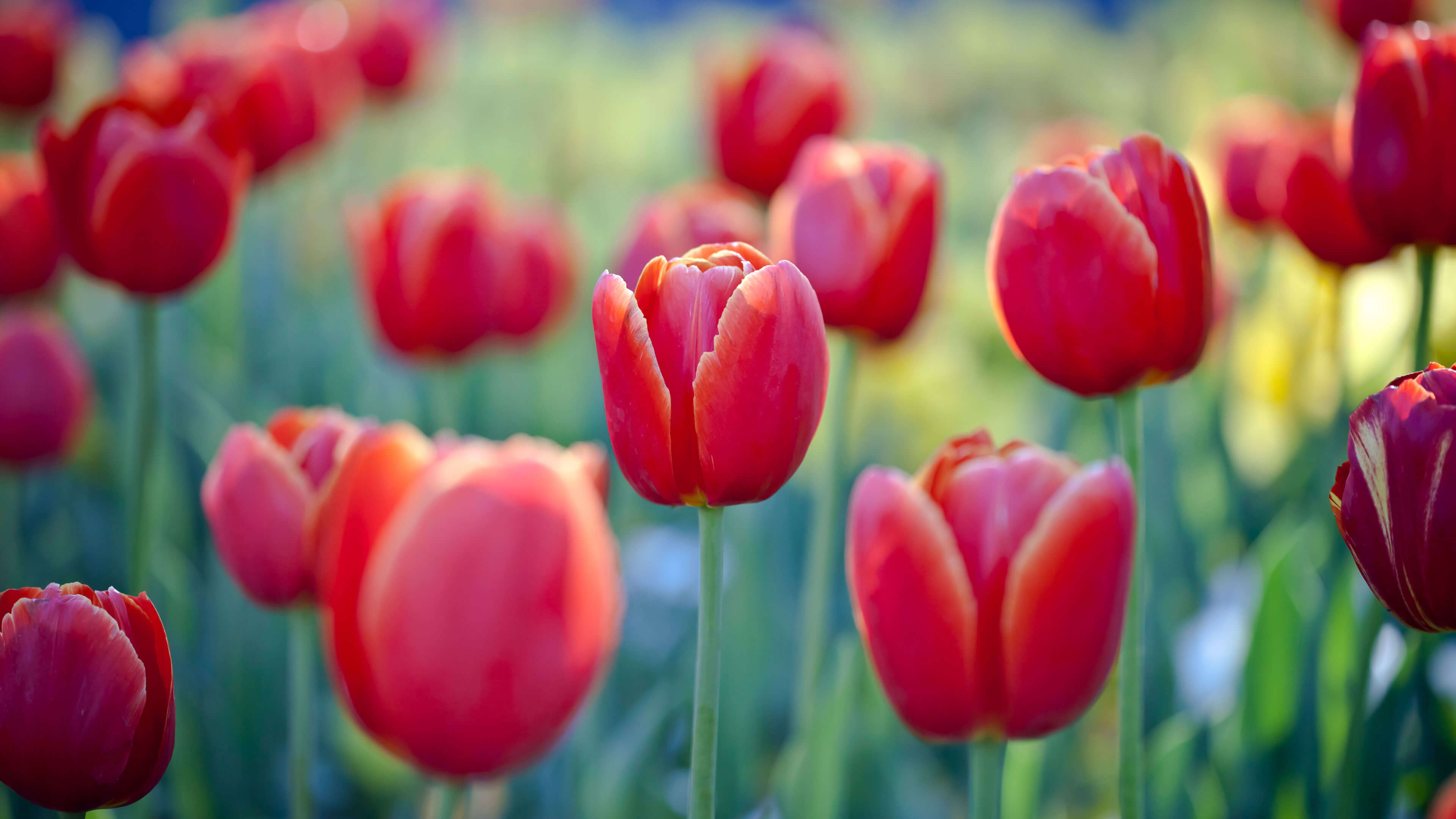 A close-up shot of vibrant red tulip flowers blooming in a lush, sunlit spring garden.