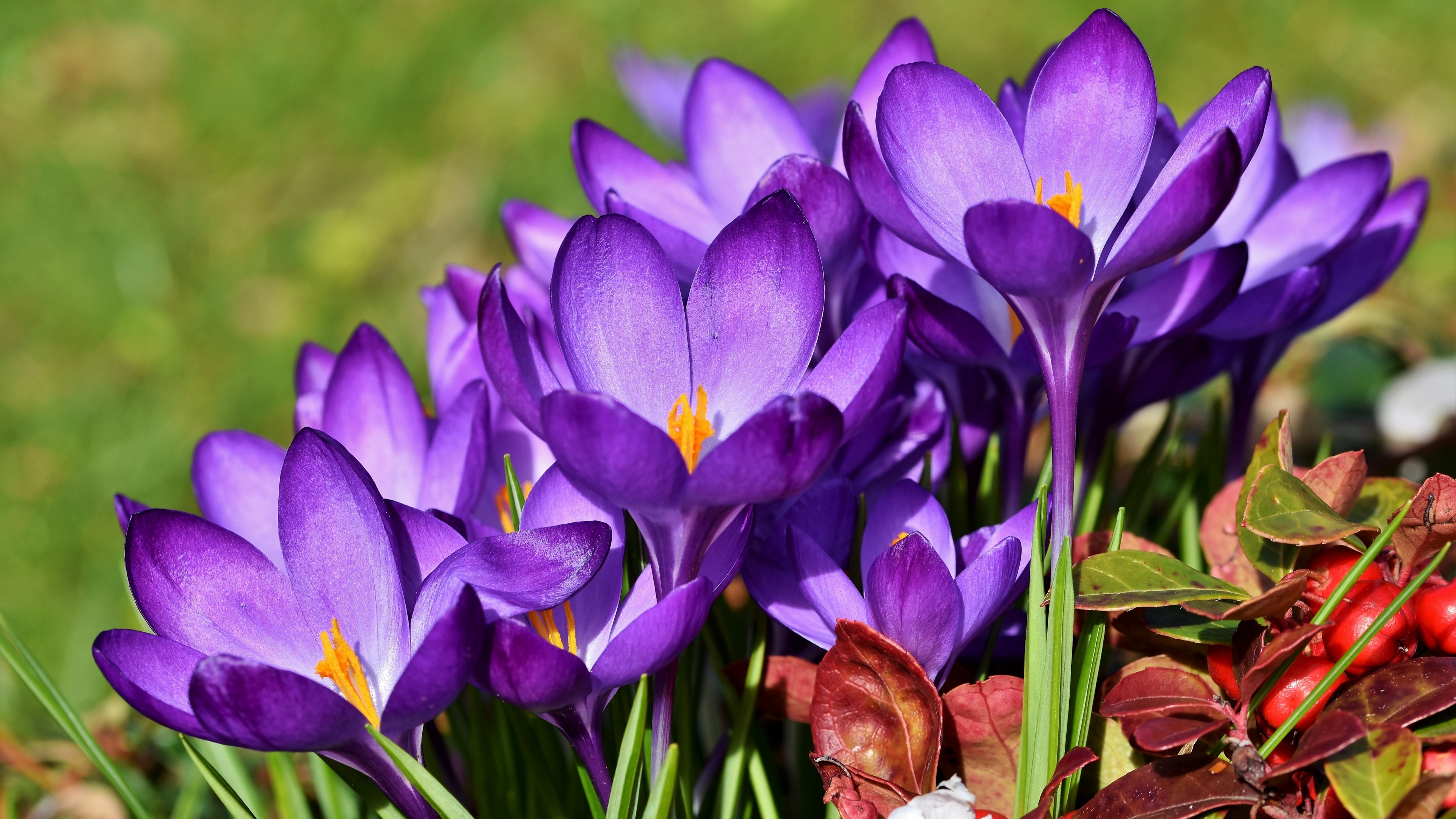 Close-up of vibrant violet crocus flowers blooming in a sunlit spring garden.