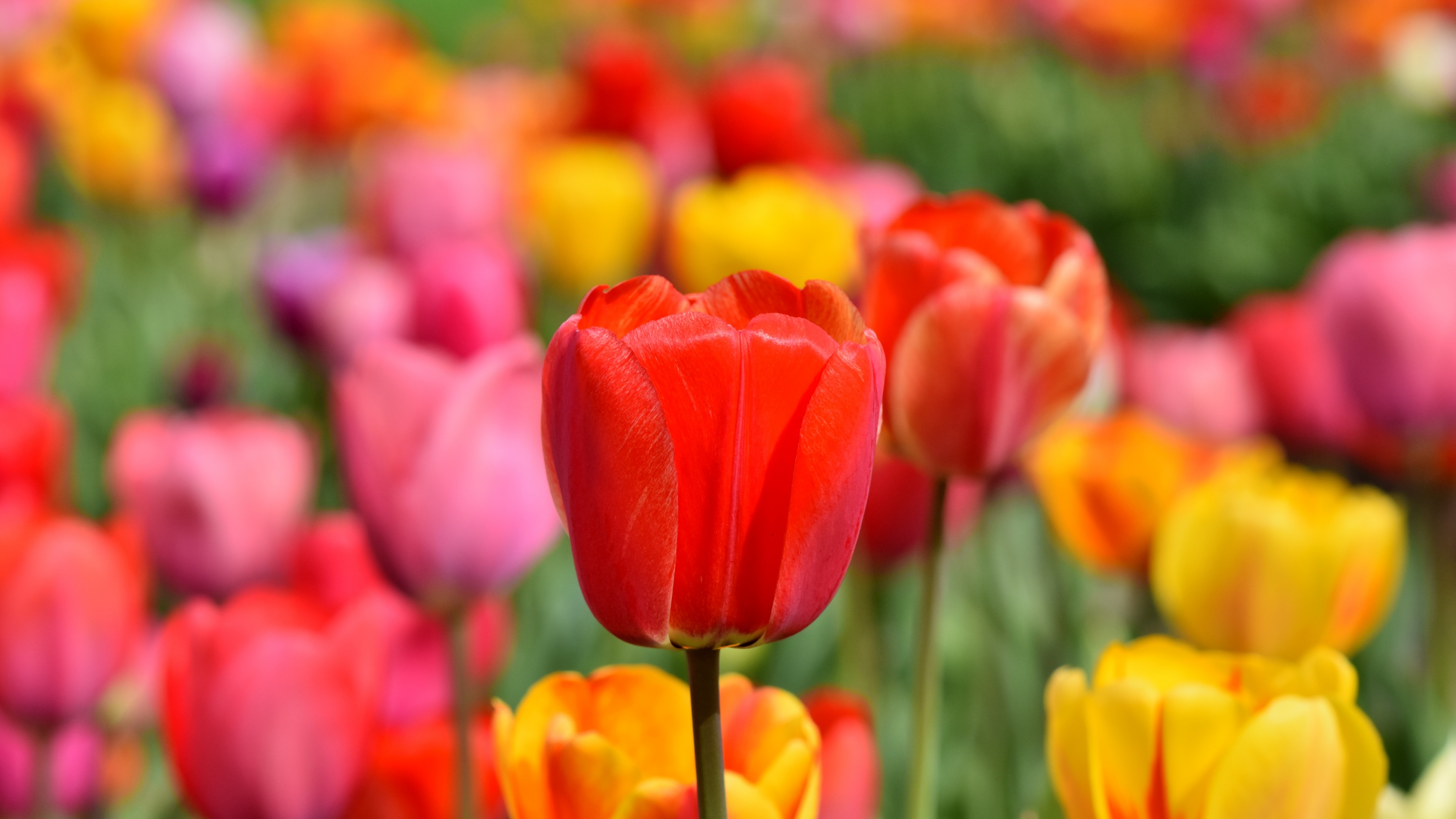 A wide shot of a colorful tulip field featuring vibrant red and yellow flowers in full spring bloom.