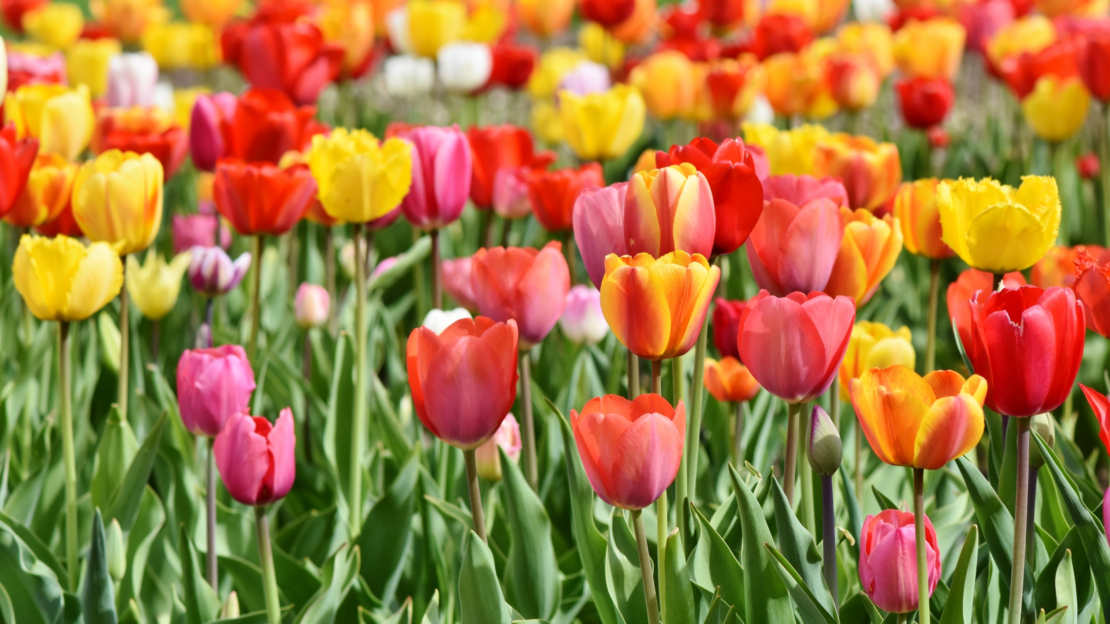 A colorful field of red and yellow tulips in full bloom during spring with lush green leaves.