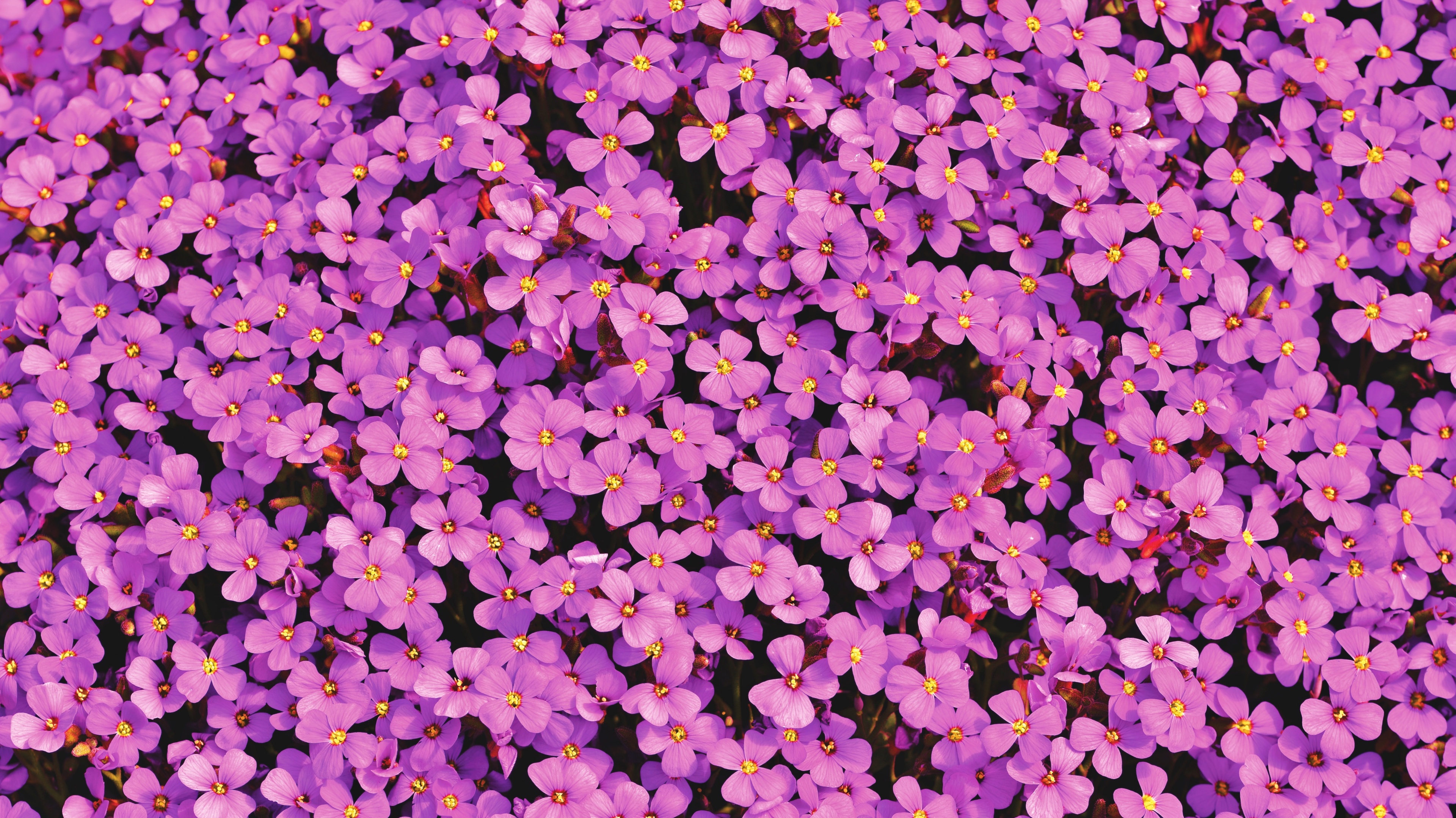 Close-up view of purple Aubrieta flowers blooming with a soft floral background.