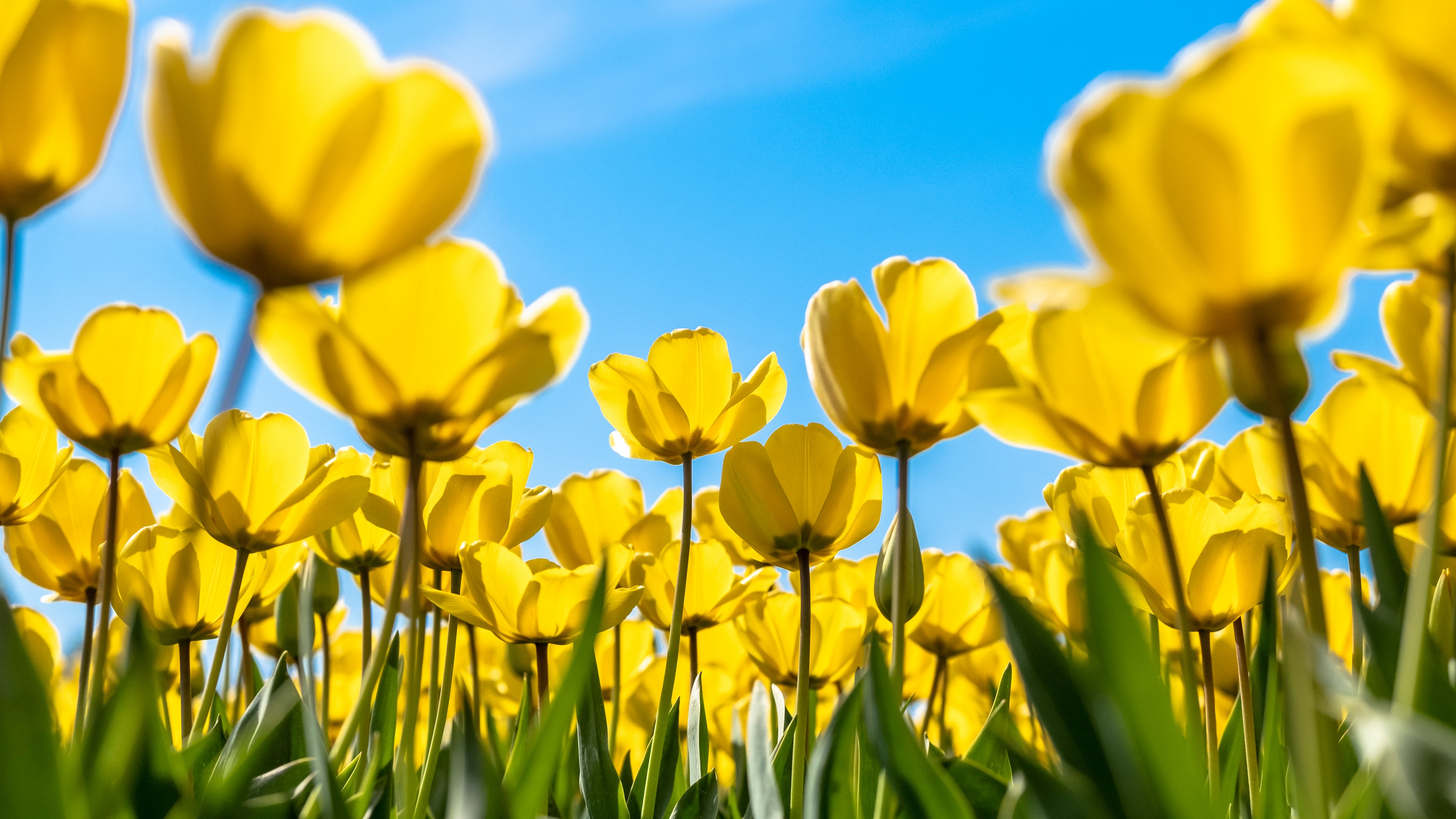Close-up of bright yellow tulips blooming in a sunny garden under a clear blue sky.