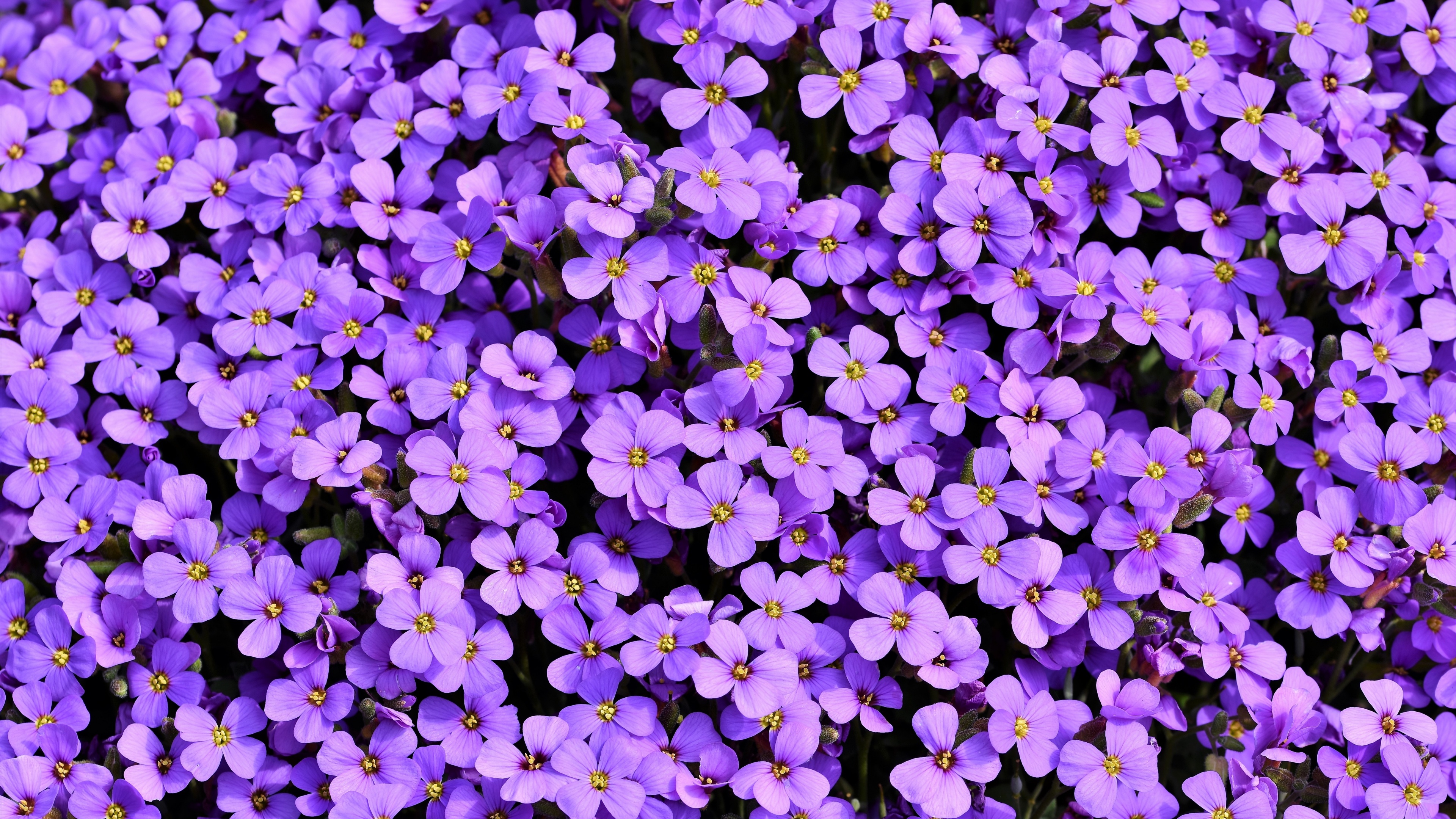 A close-up view of purple Aubrieta flowers blooming against a soft, monochromatic violet floral background.